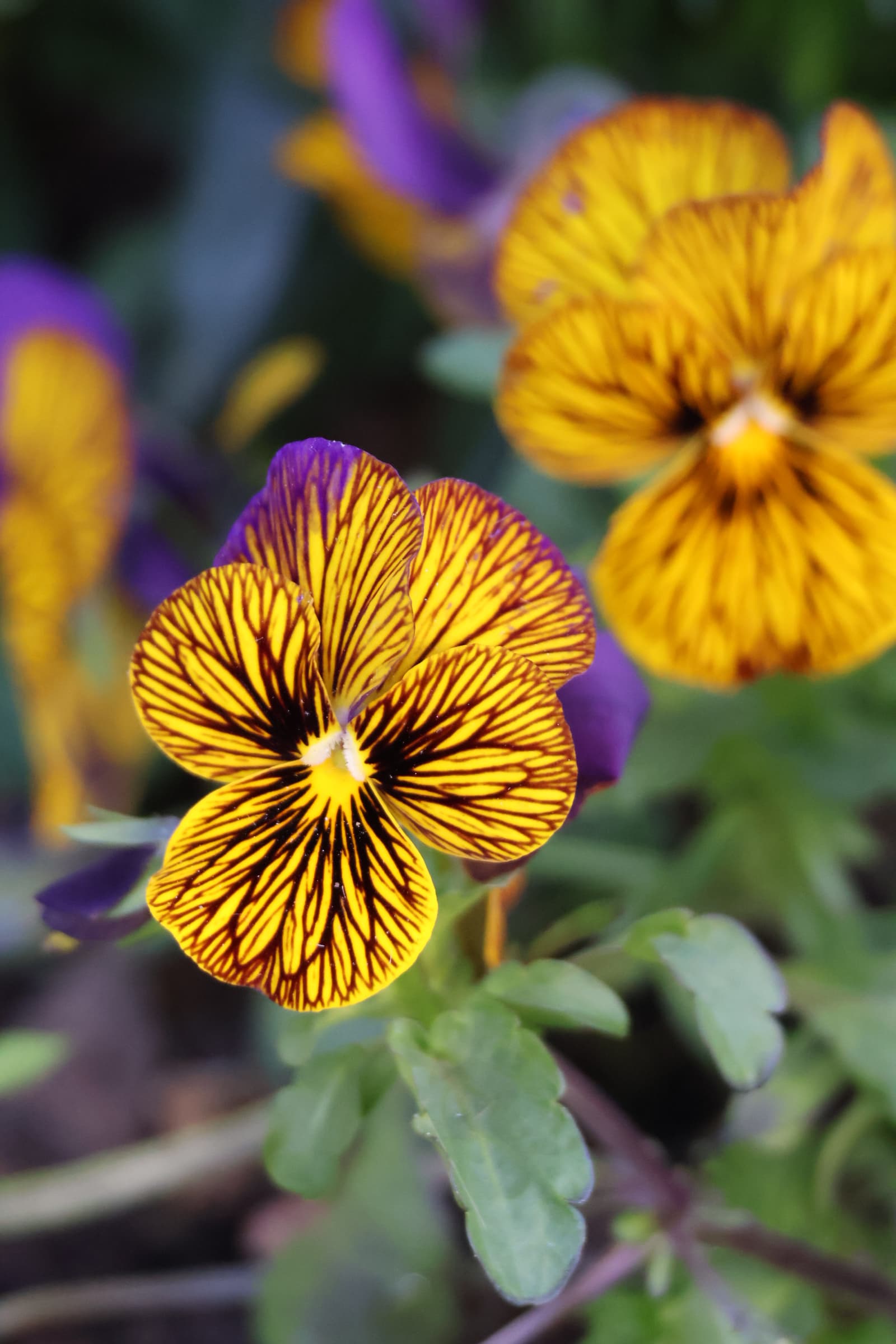 Flower 314
