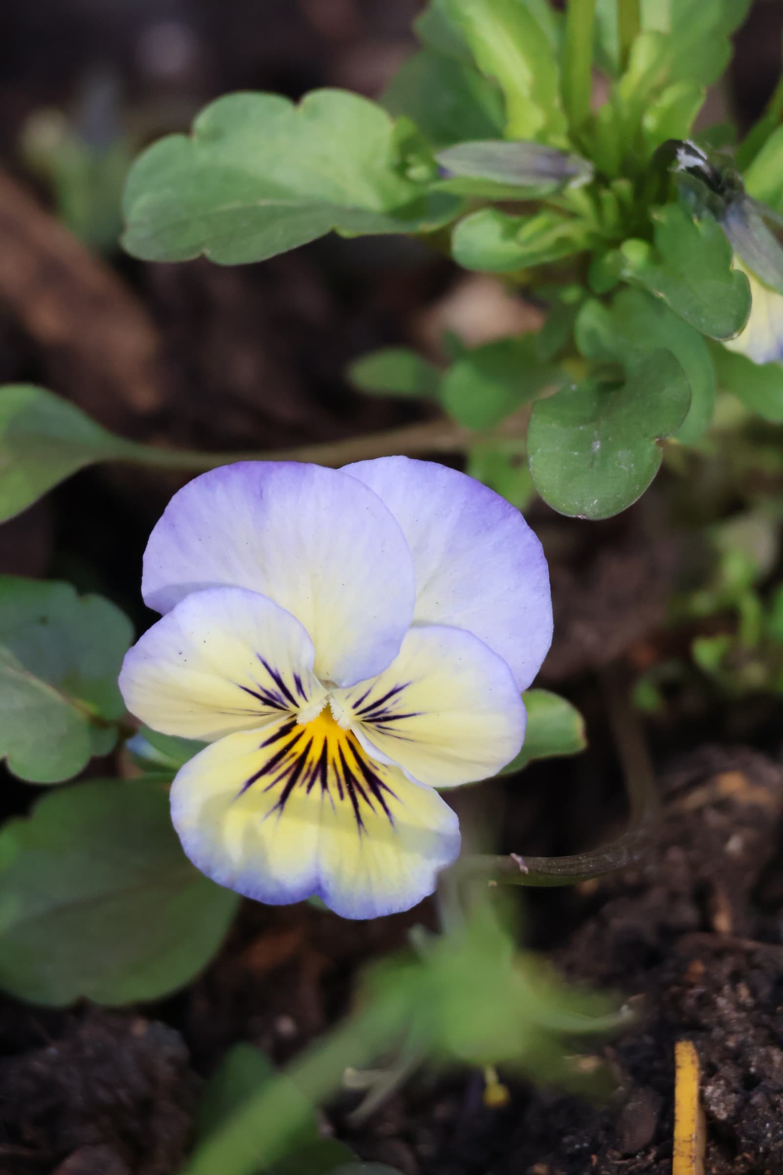 Flower 436