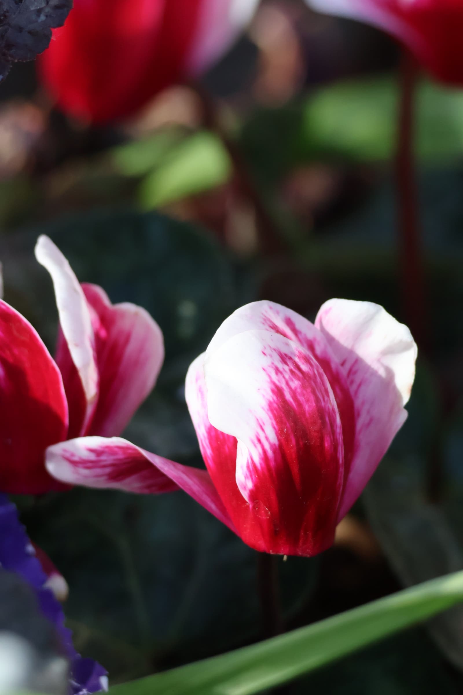 Flower 194