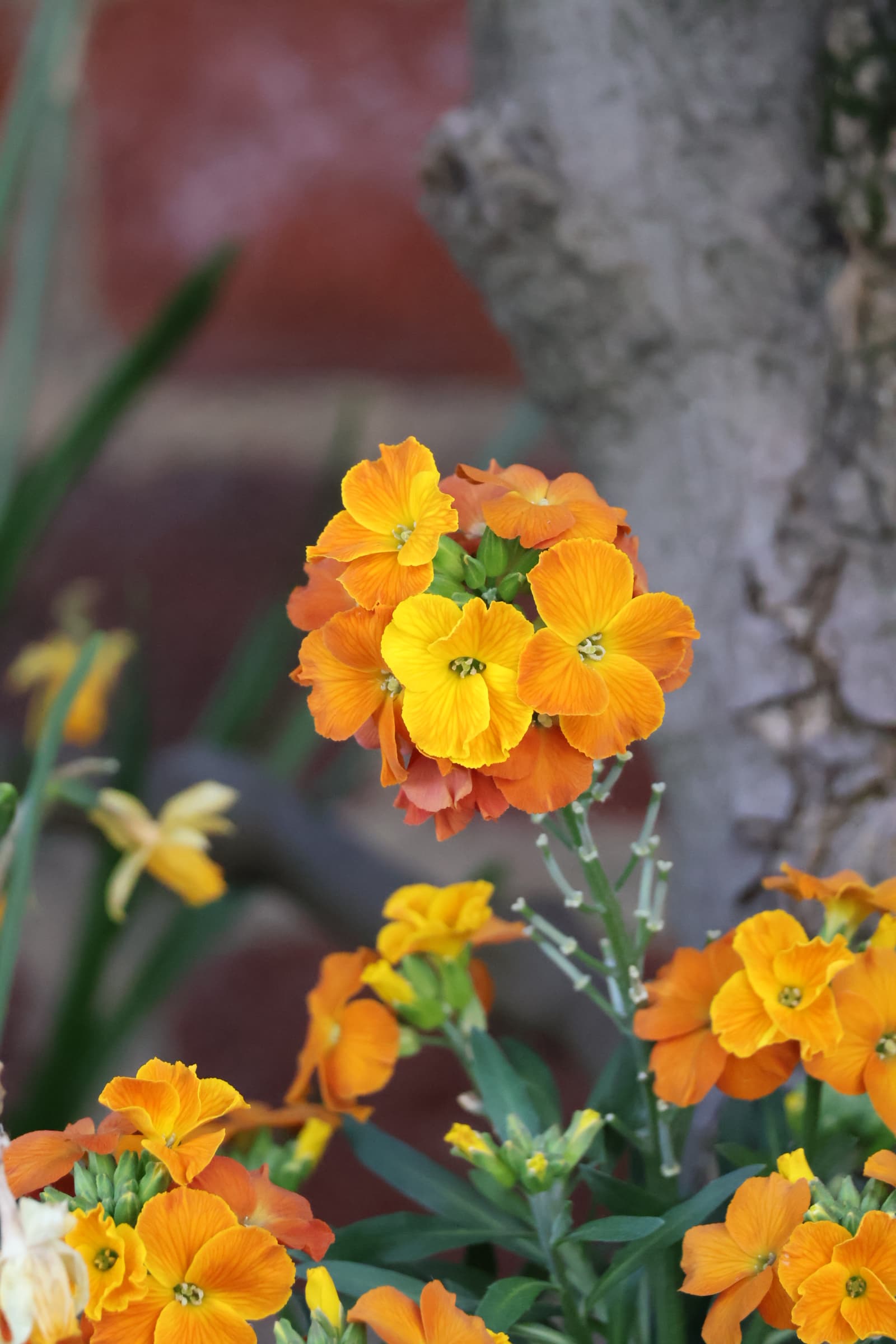 Flower 532