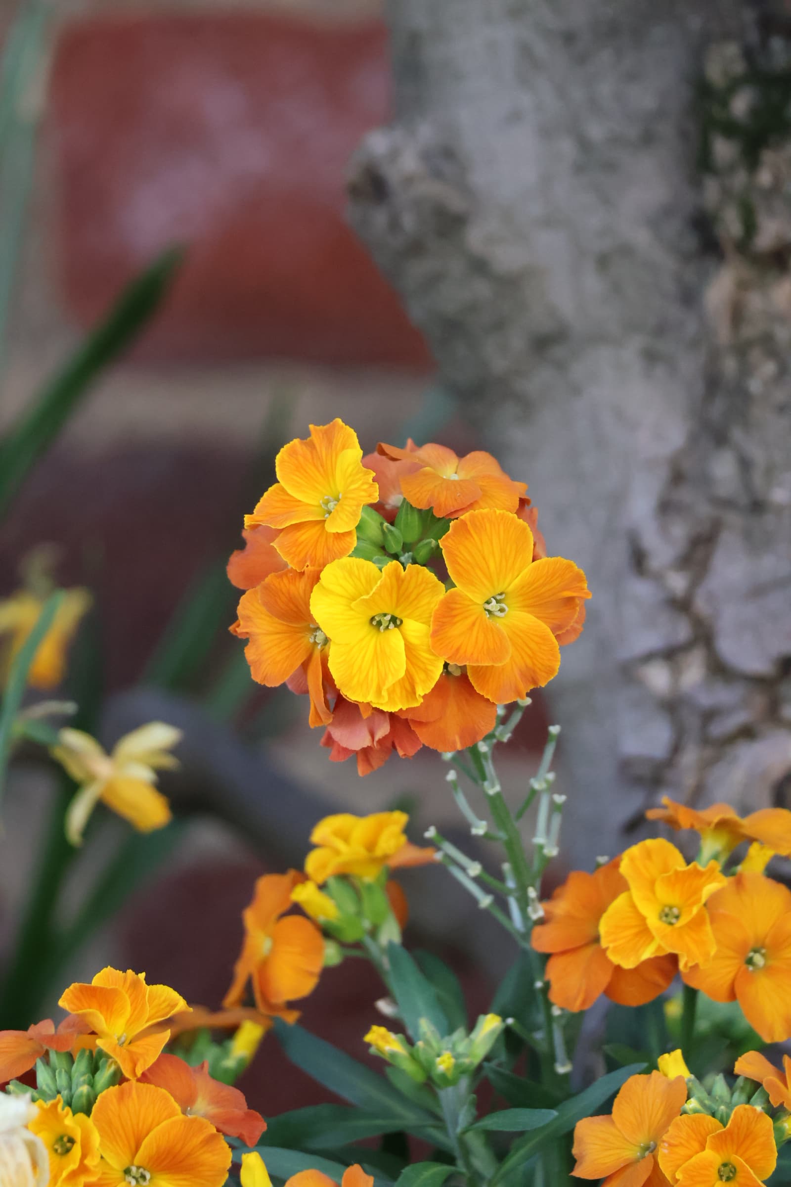 Flower 451