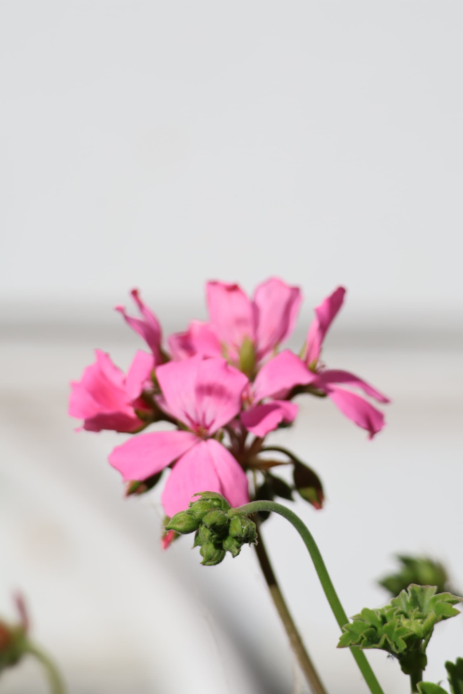 Flower 463
