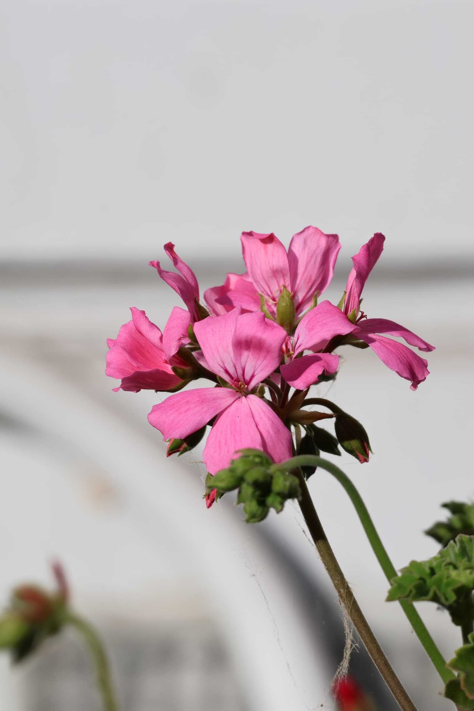 Flower 376