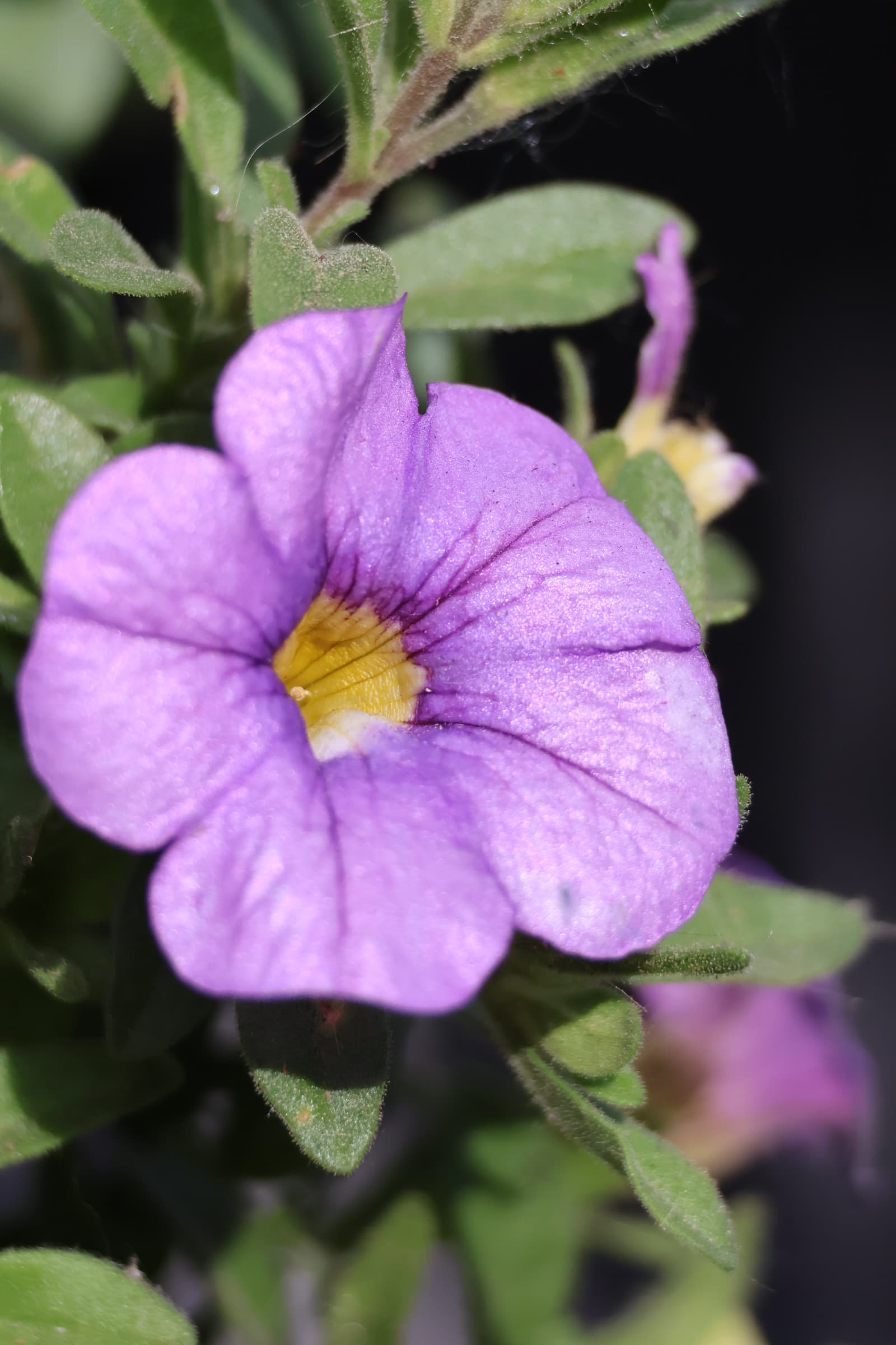 Flower 92