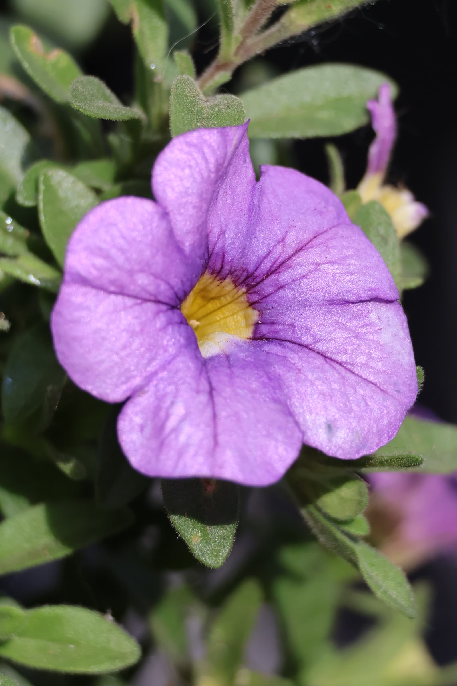 Flower 346