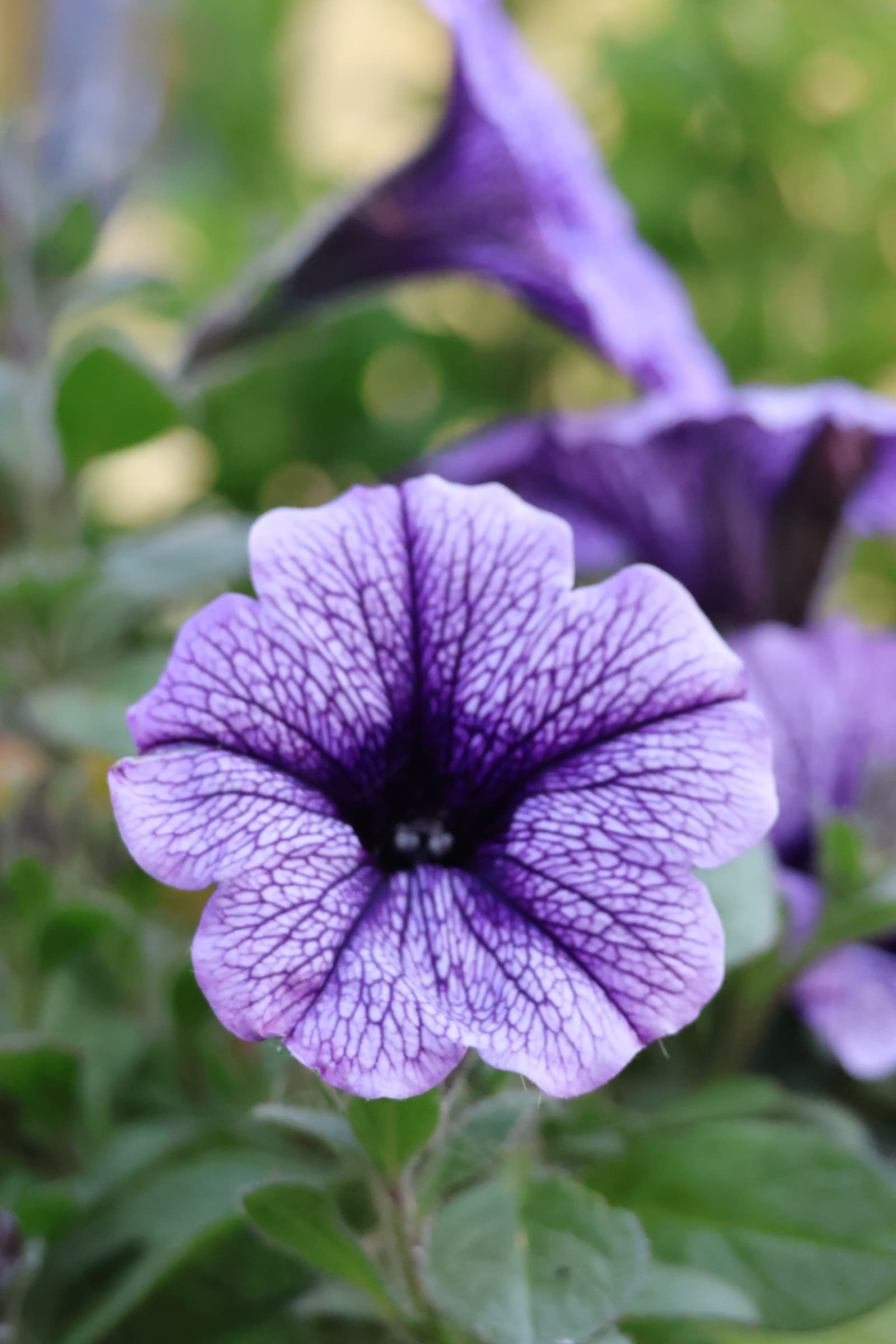 Flower 323