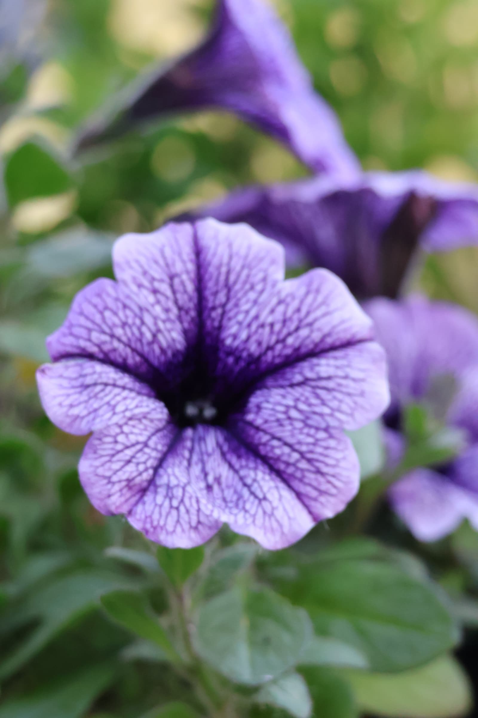 Flower 325