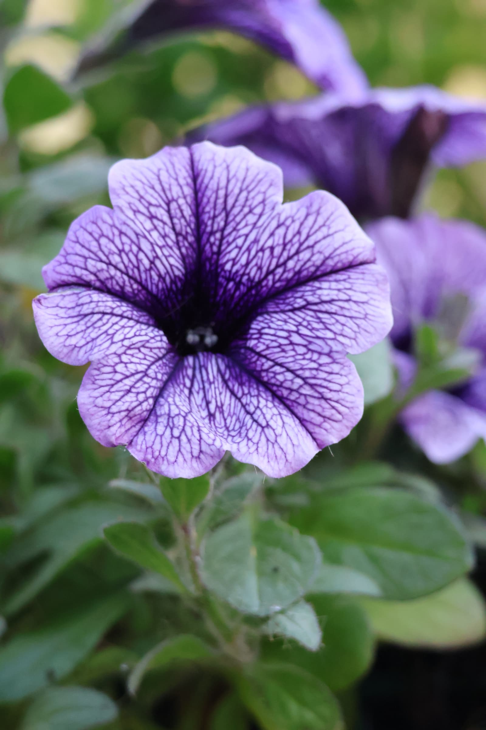 Flower 206