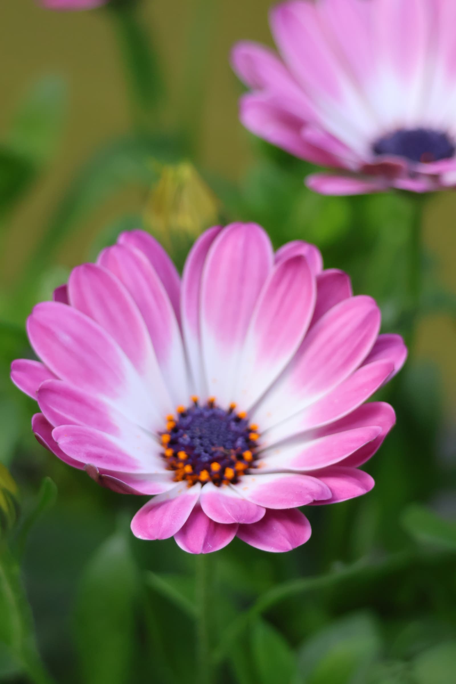 Flower 443