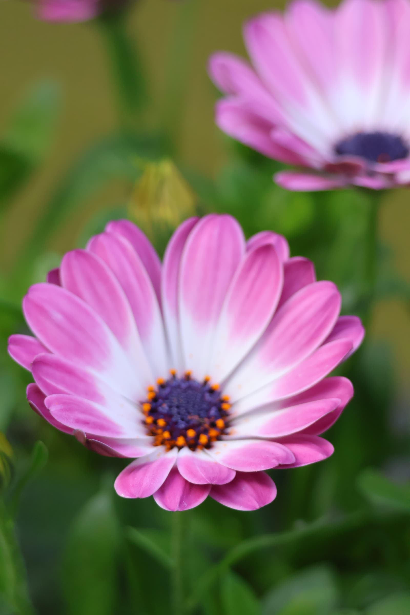 Flower 498