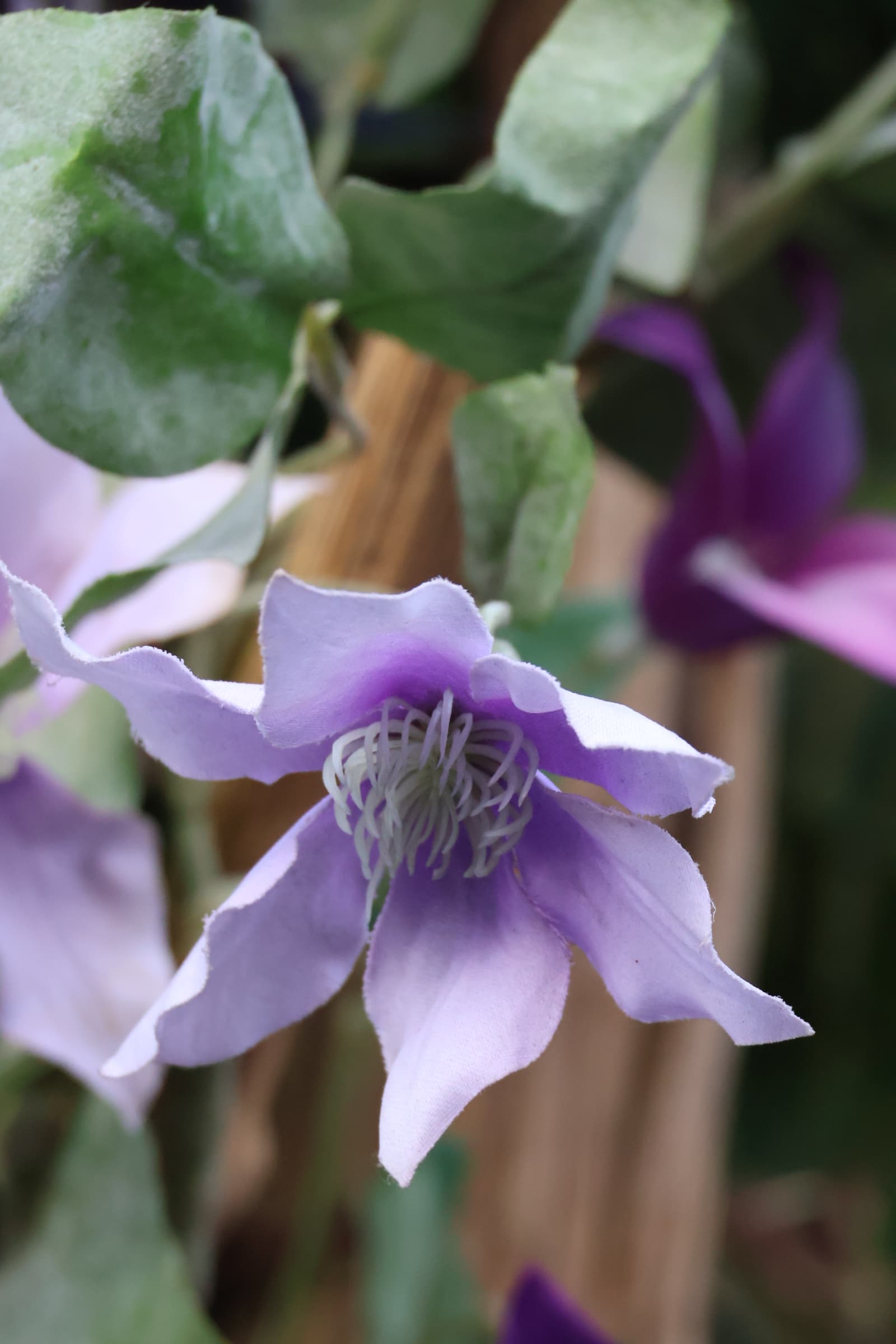 Flower 467