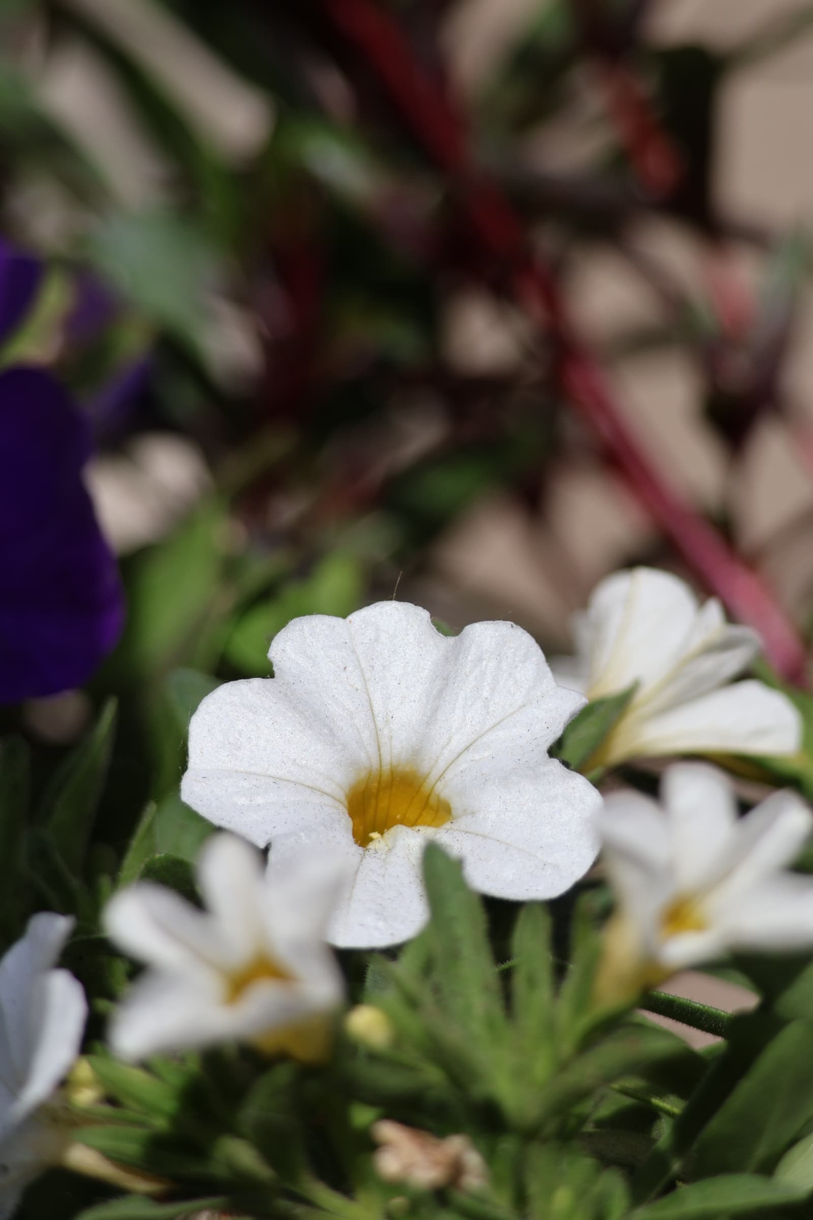 Flower 112
