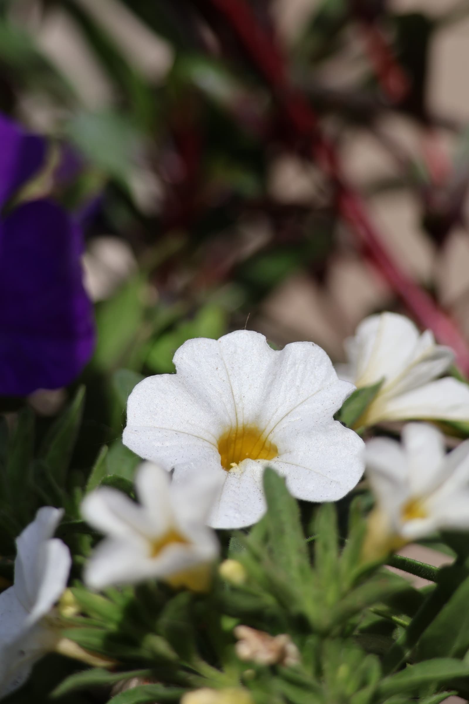 Flower 403