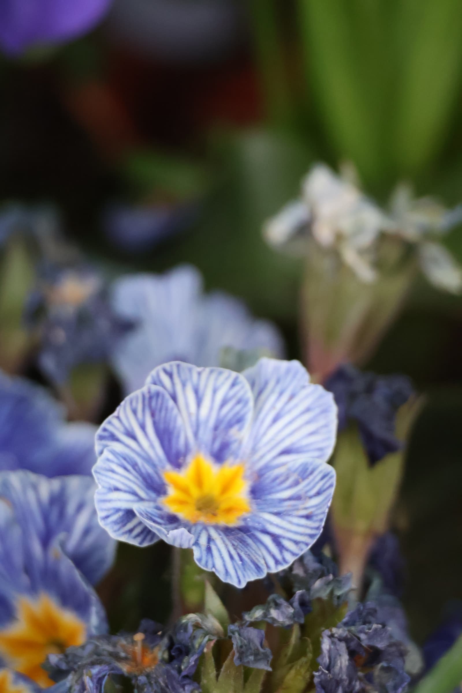 Flower 351
