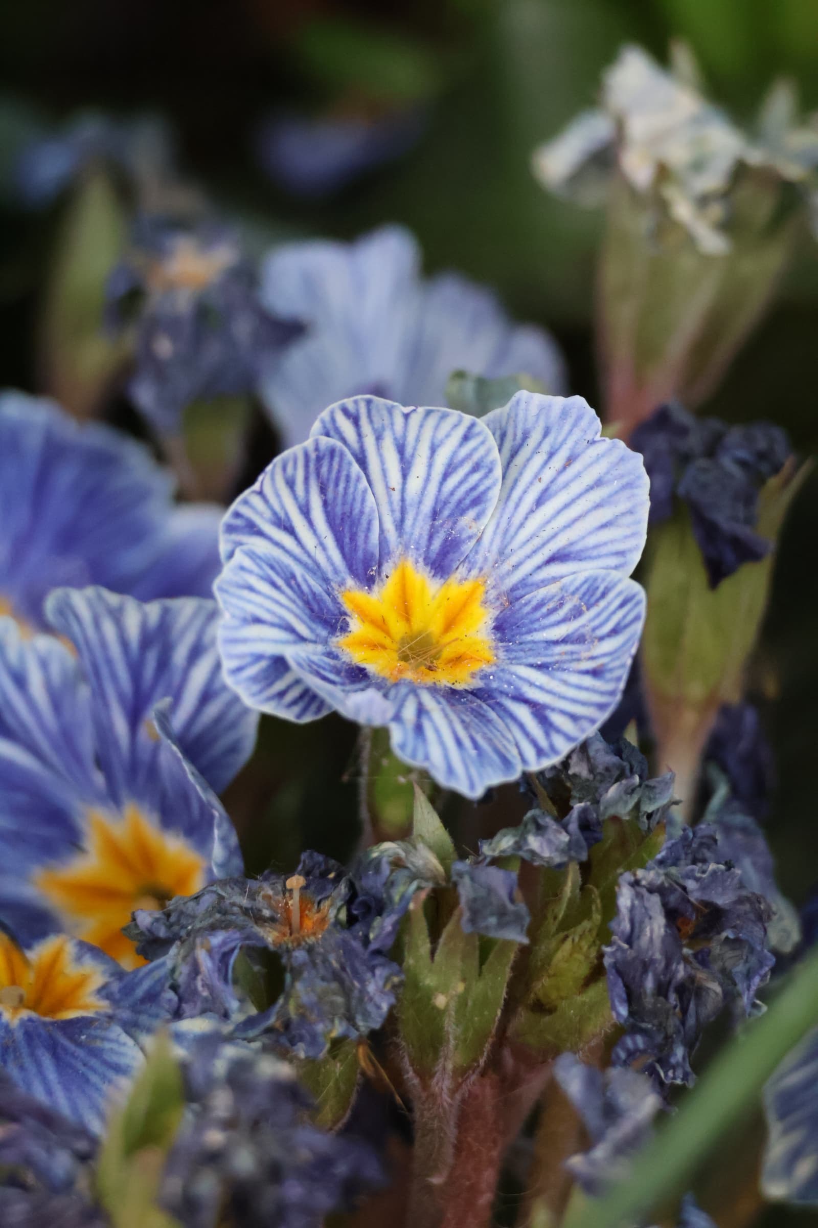 Flower 25