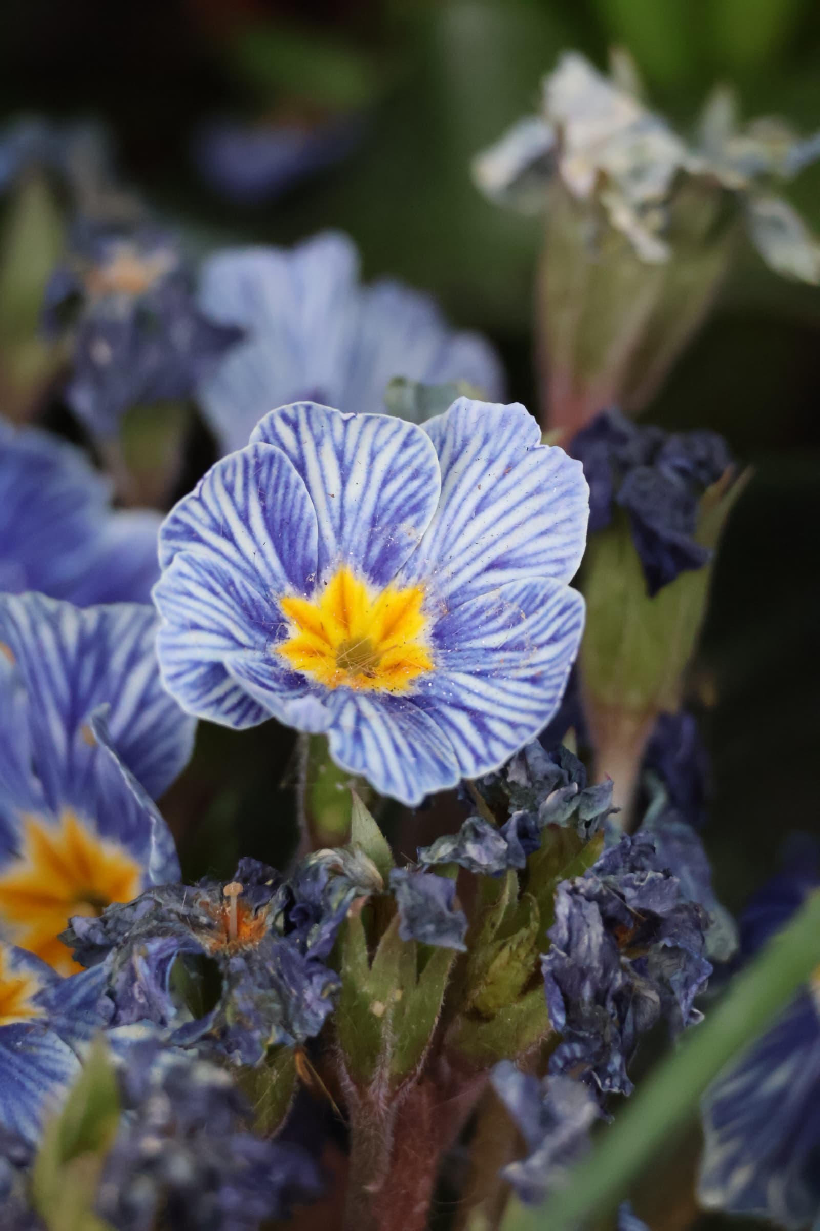Flower 116