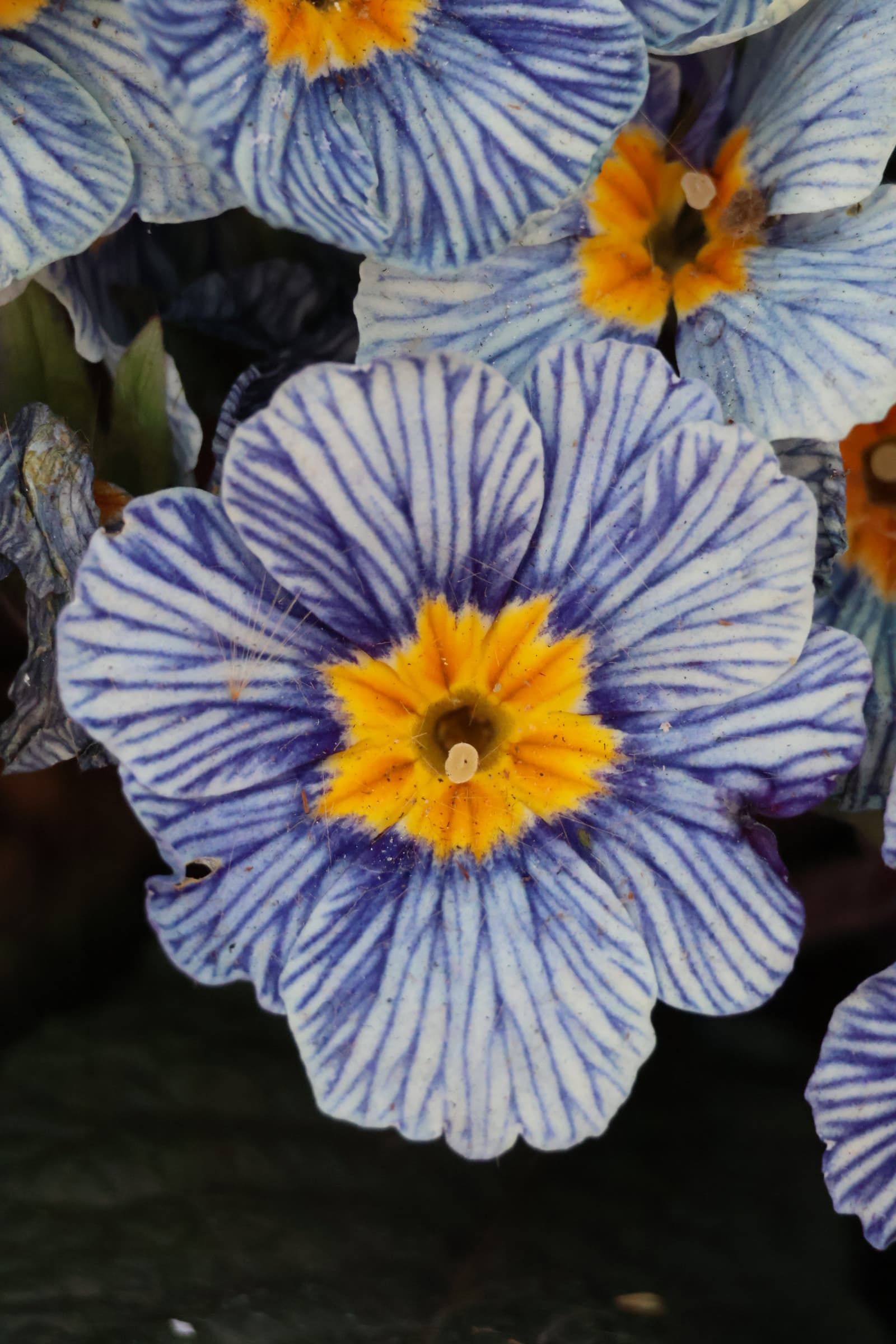 Flower 200