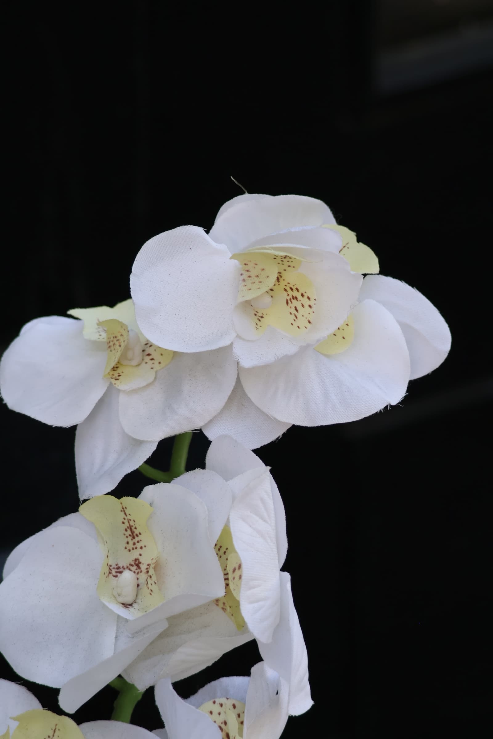 Flower 66