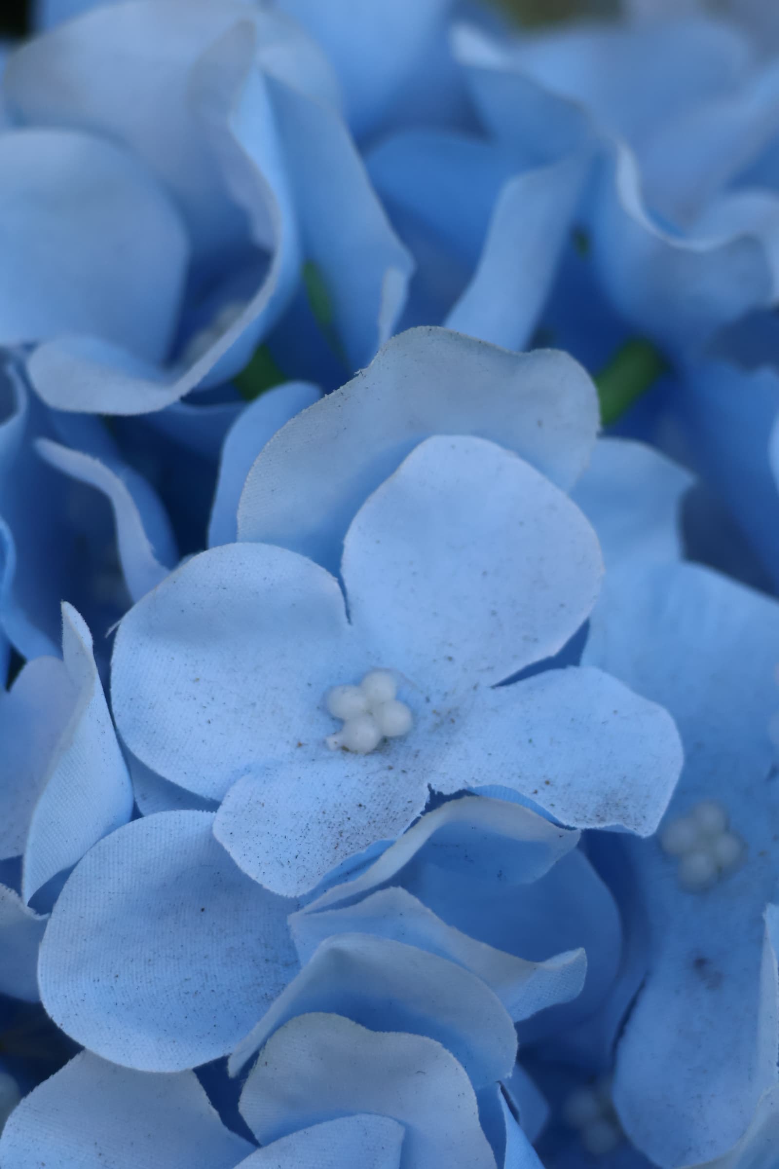 Flower 168
