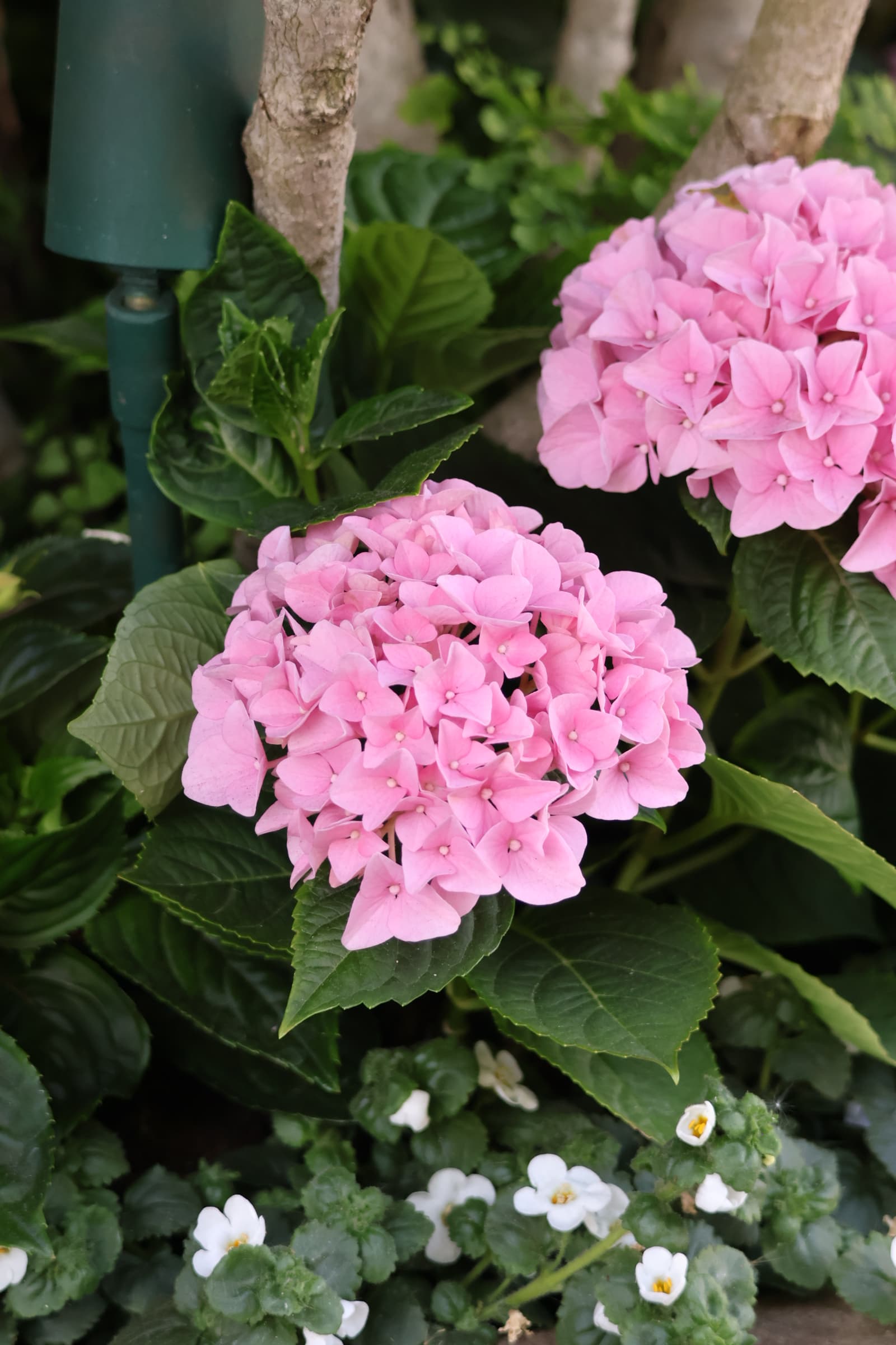 Flower 117