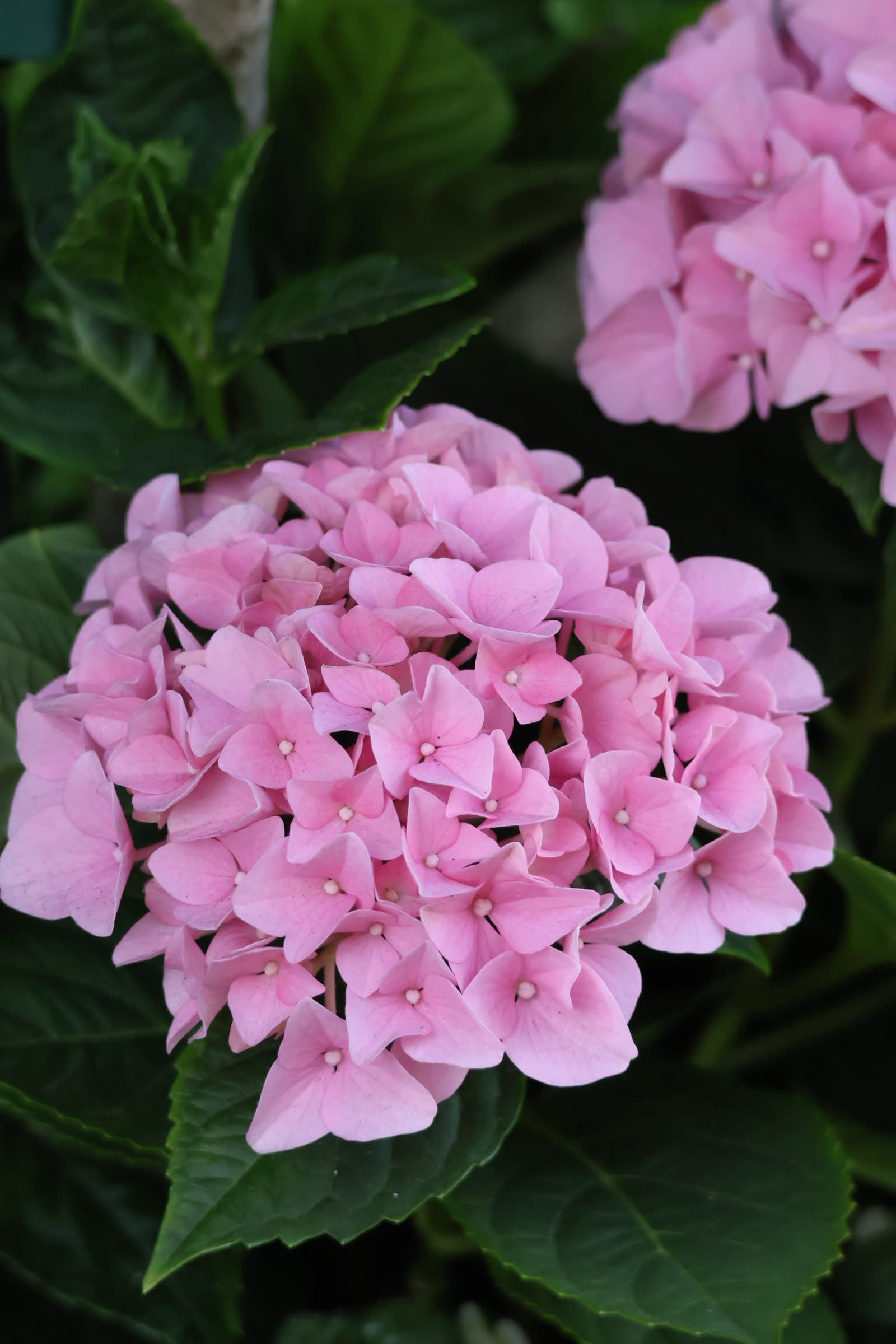 Flower 457