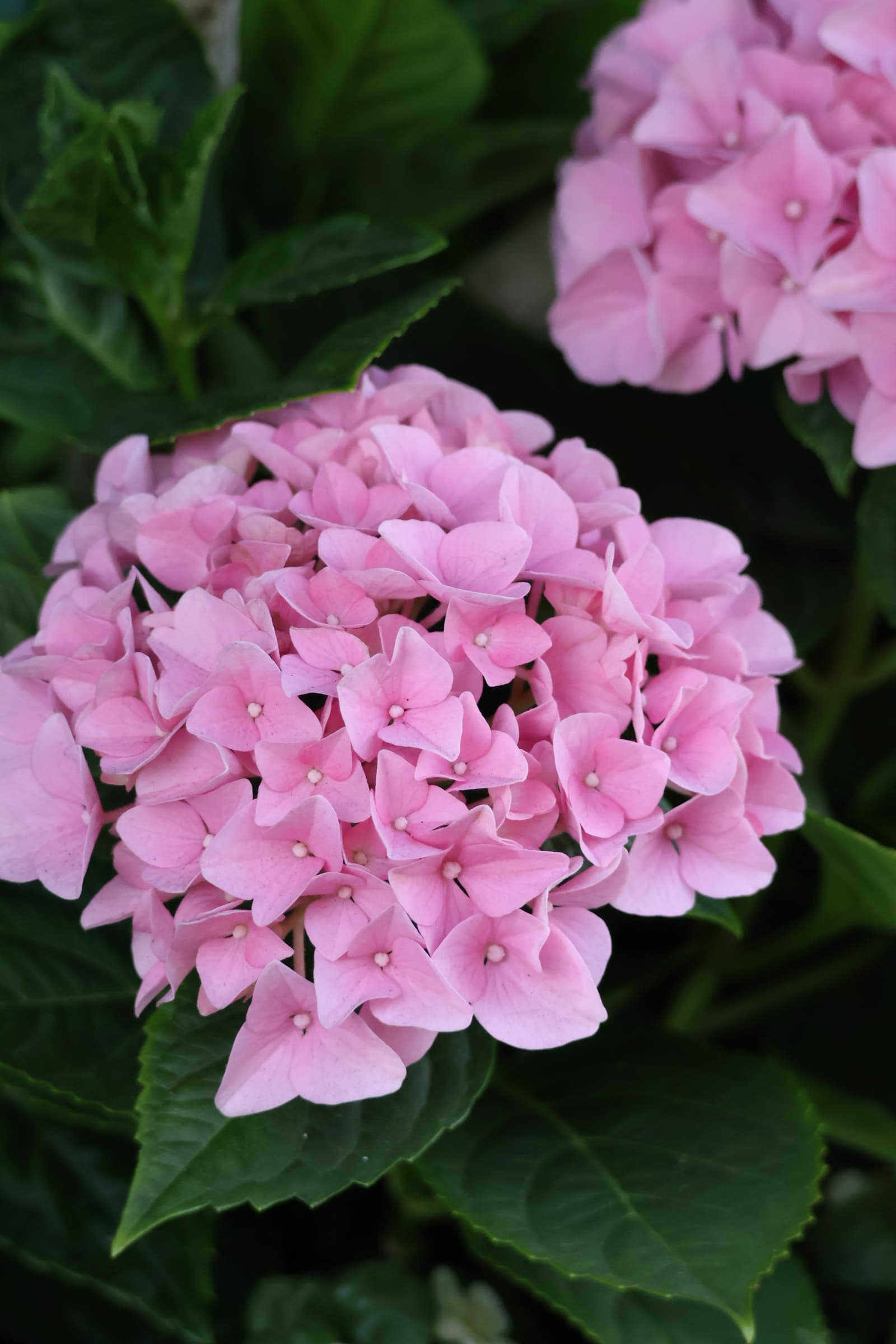 Flower 137