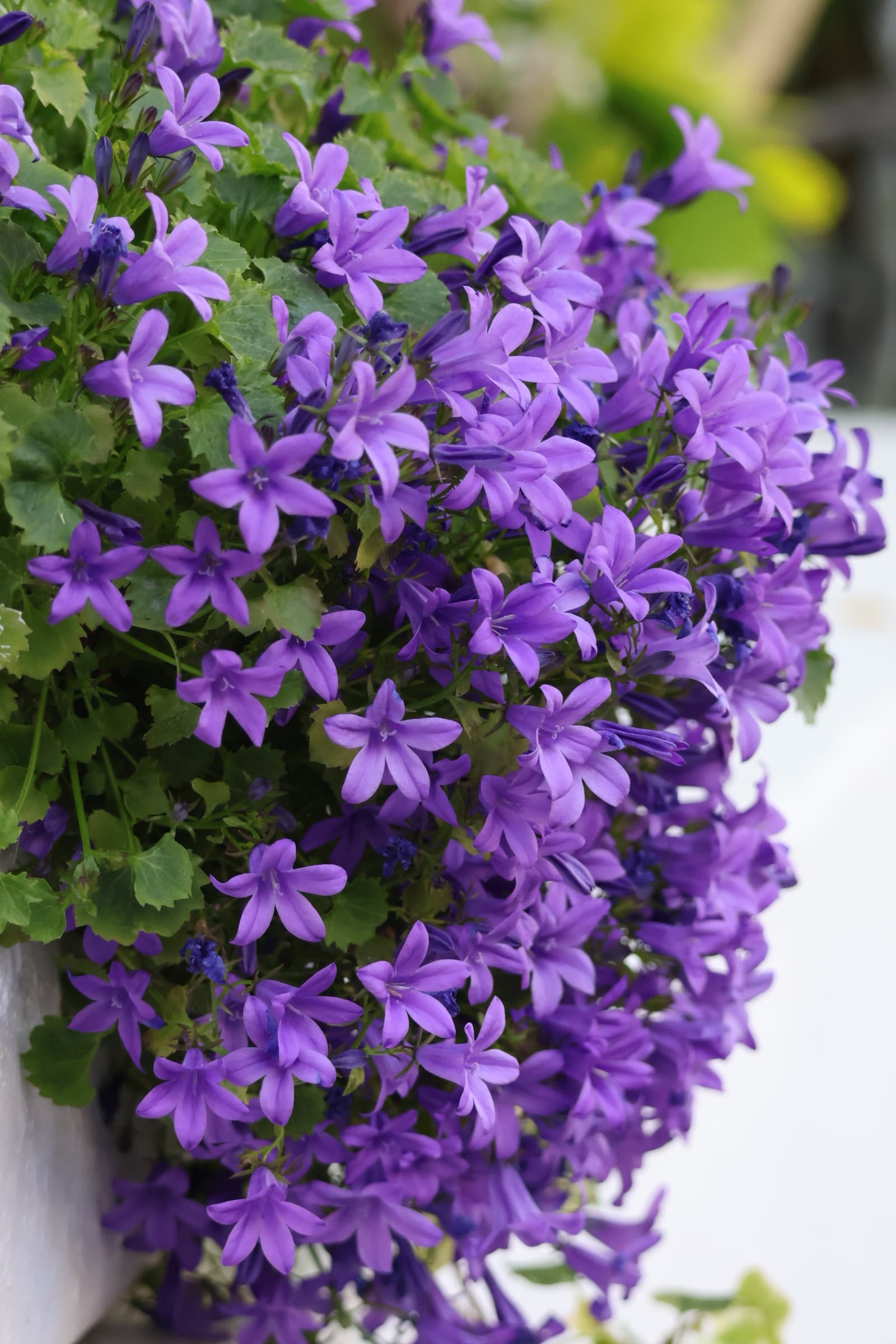 Flower 27