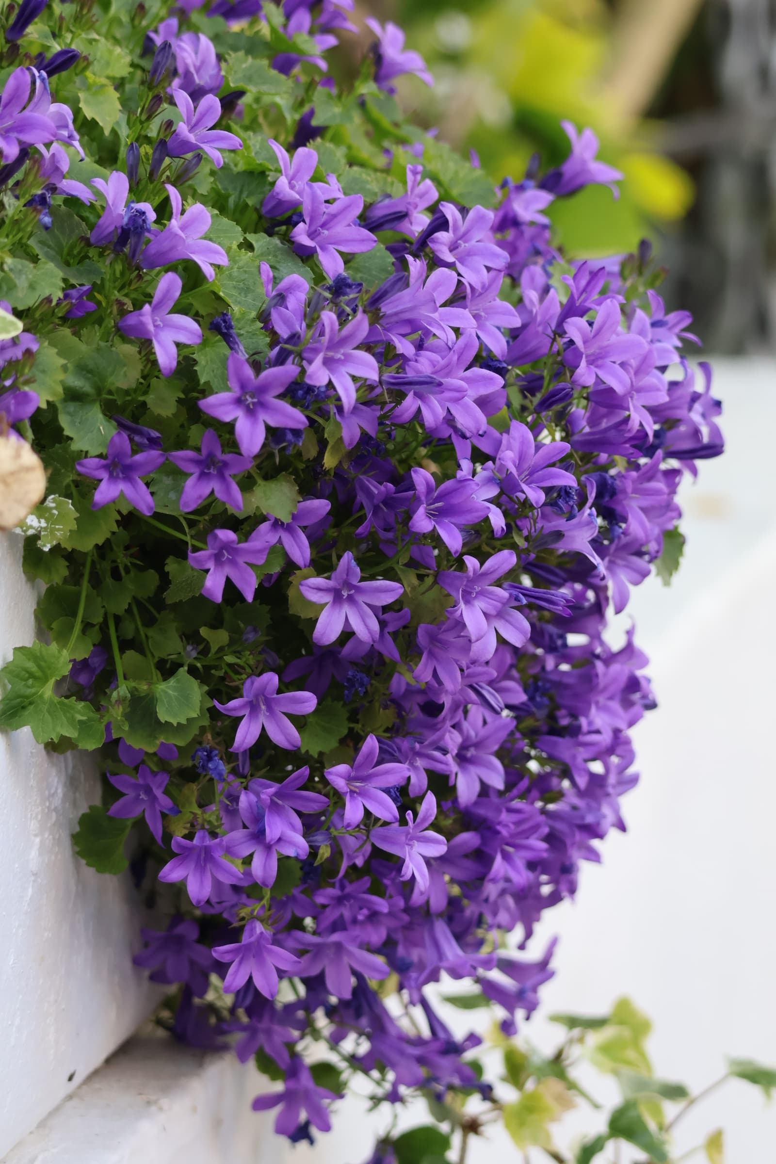 Flower 59
