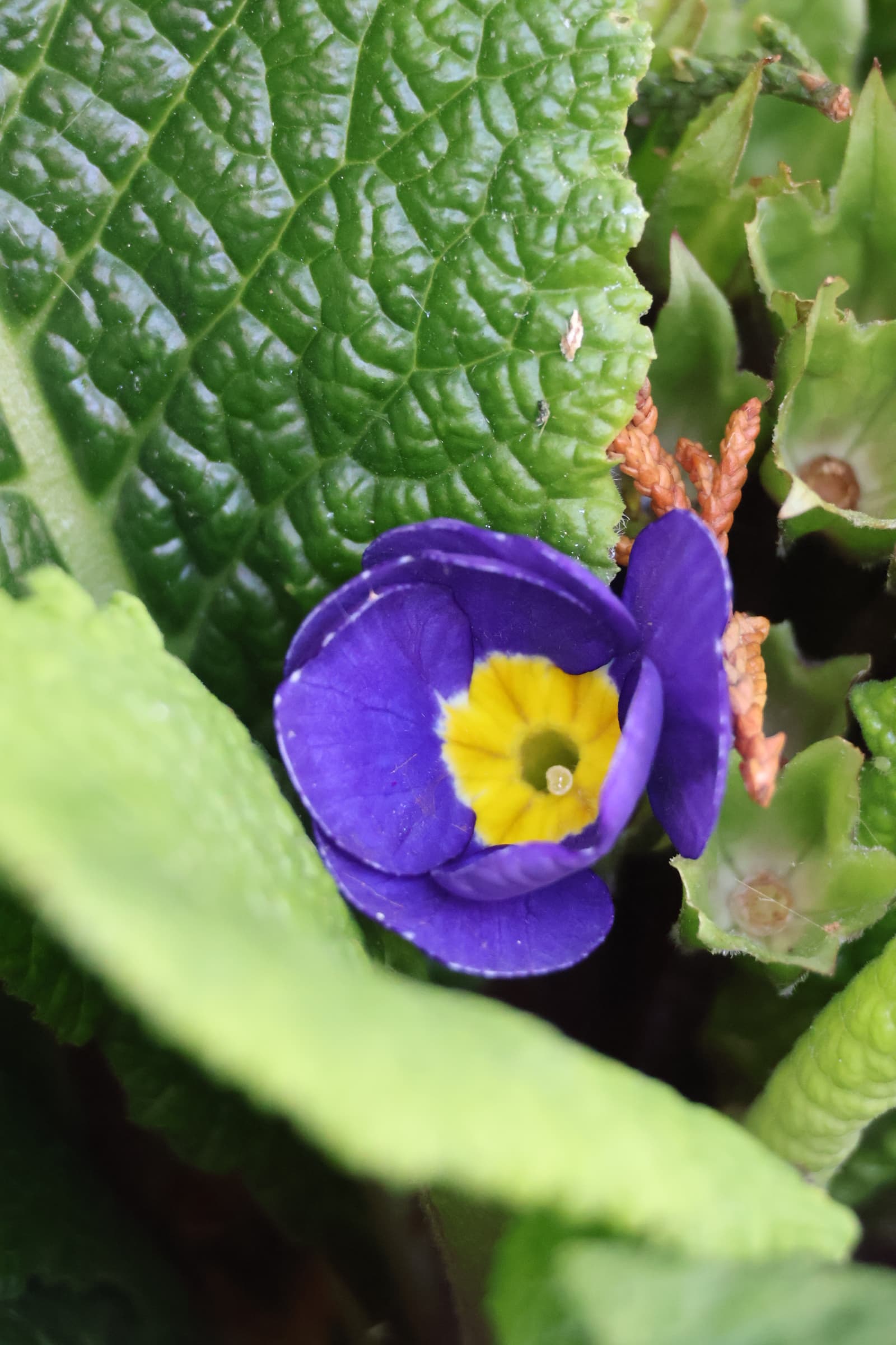 Flower 257