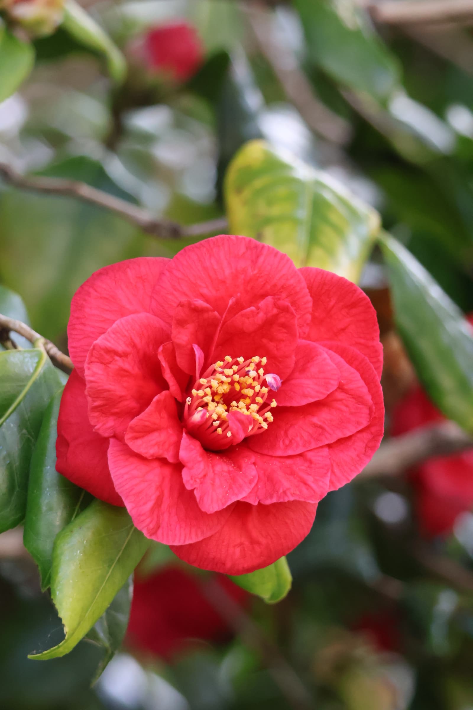 Flower 380