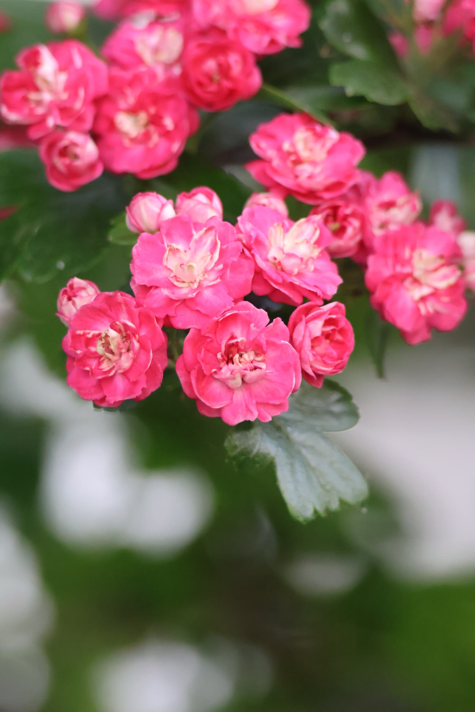 Flower 503