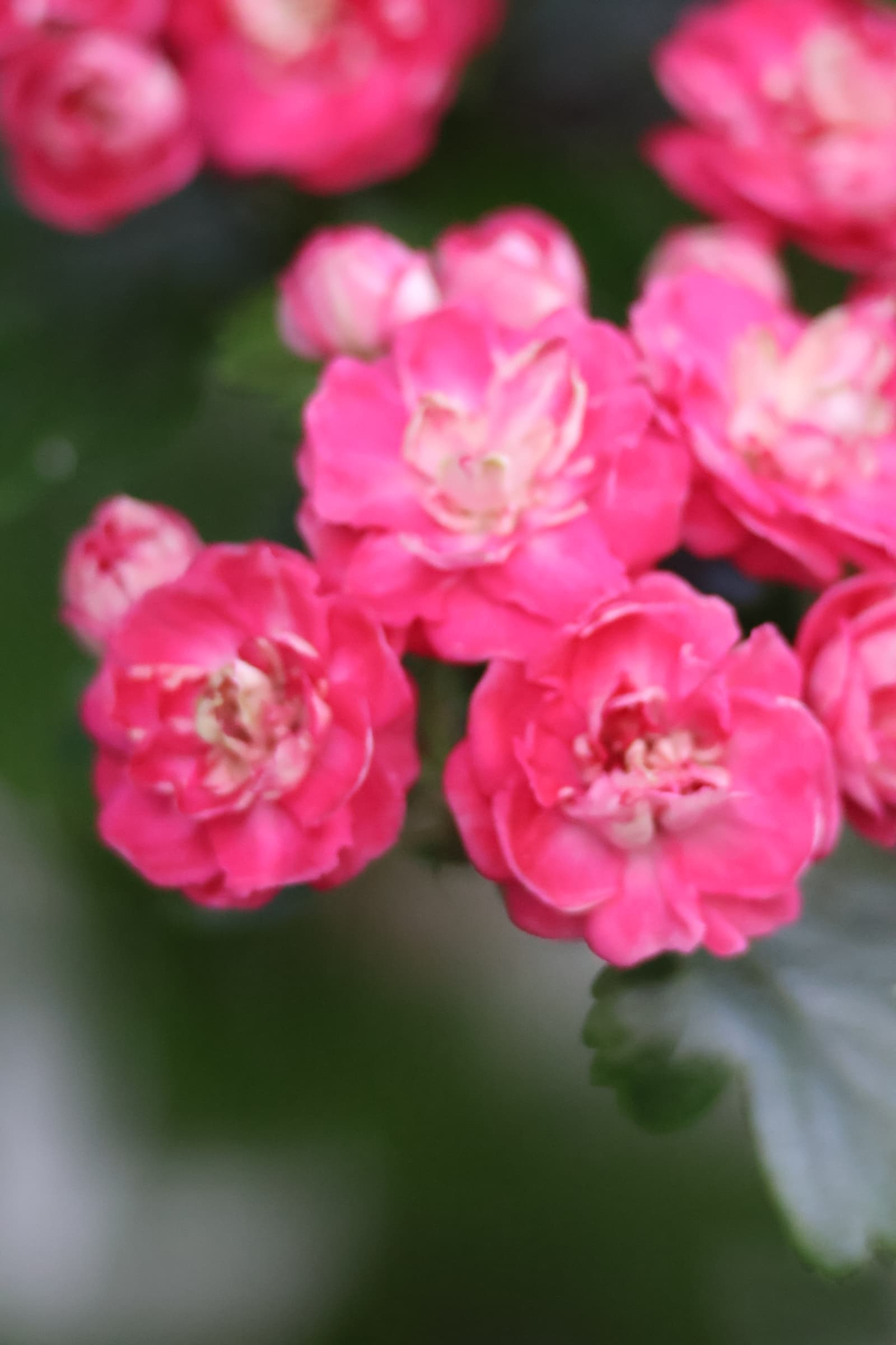 Flower 188