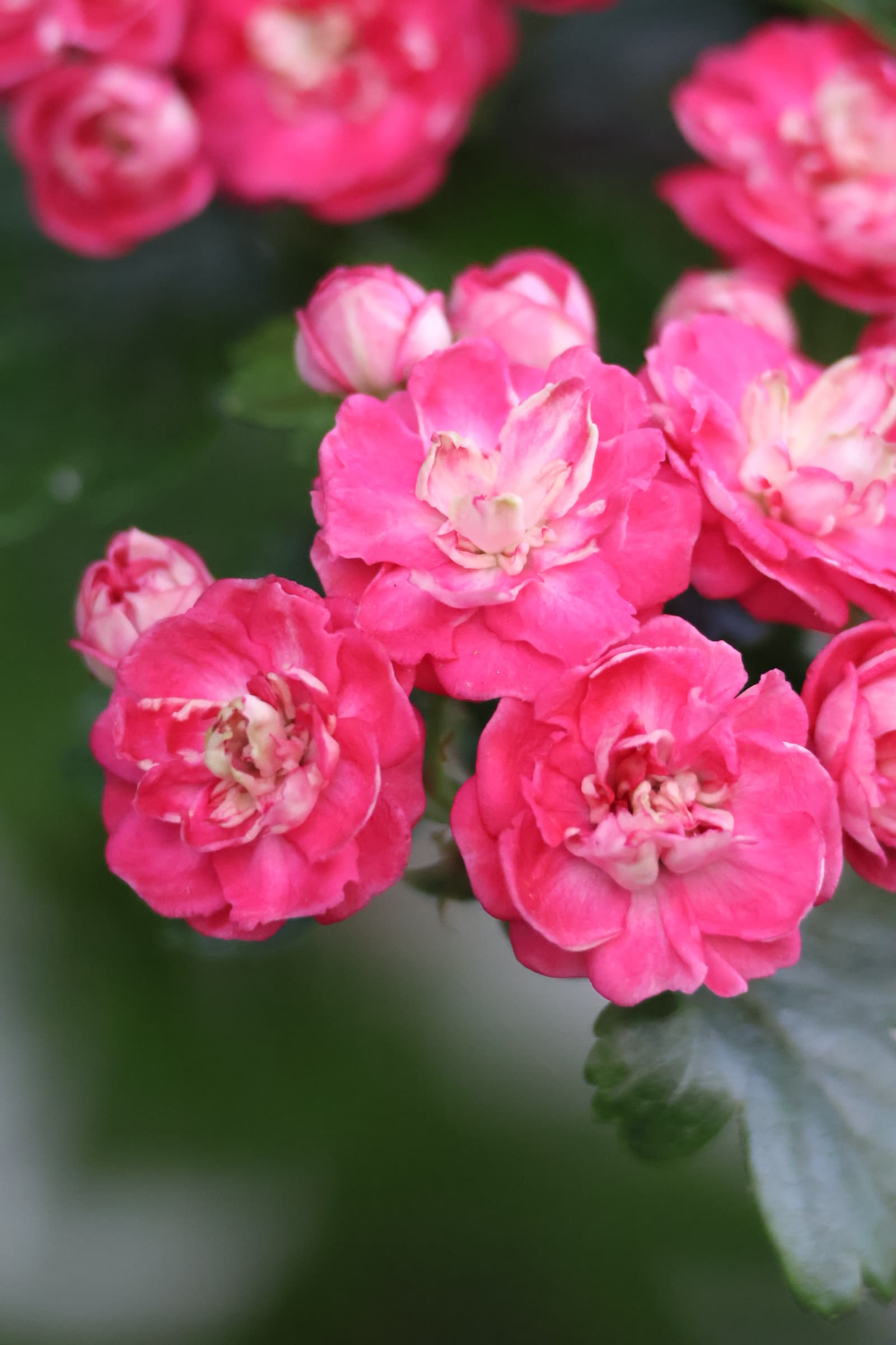 Flower 279