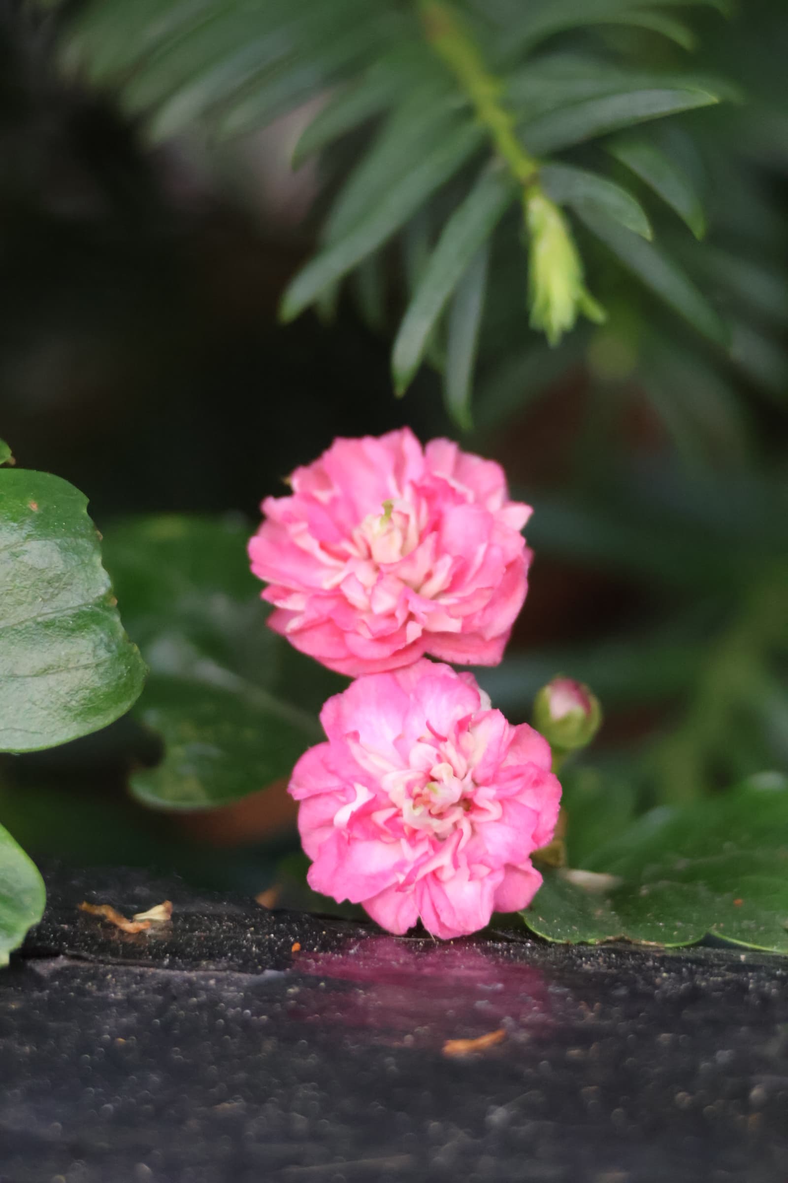 Flower 103