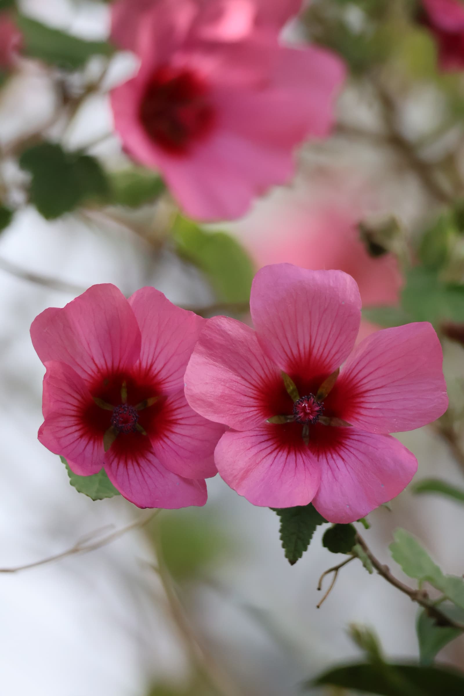 Flower 306