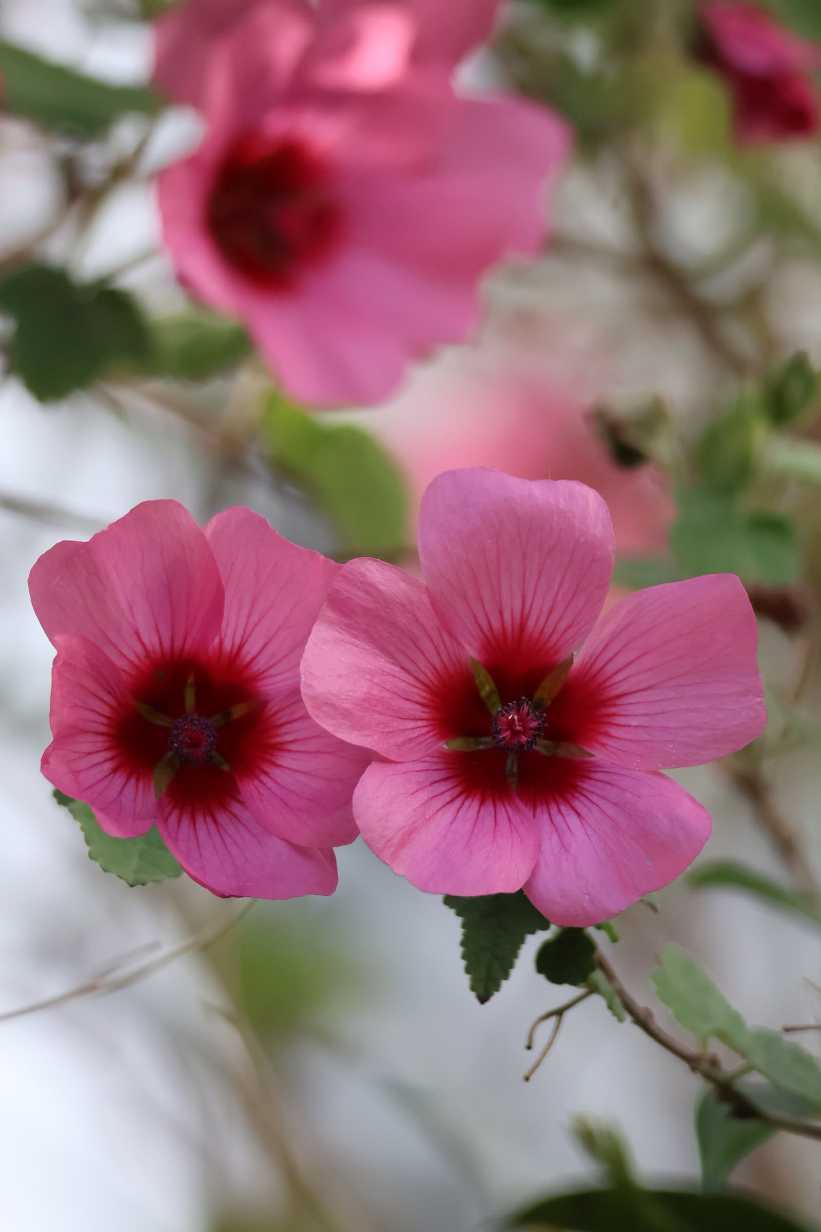 Flower 326