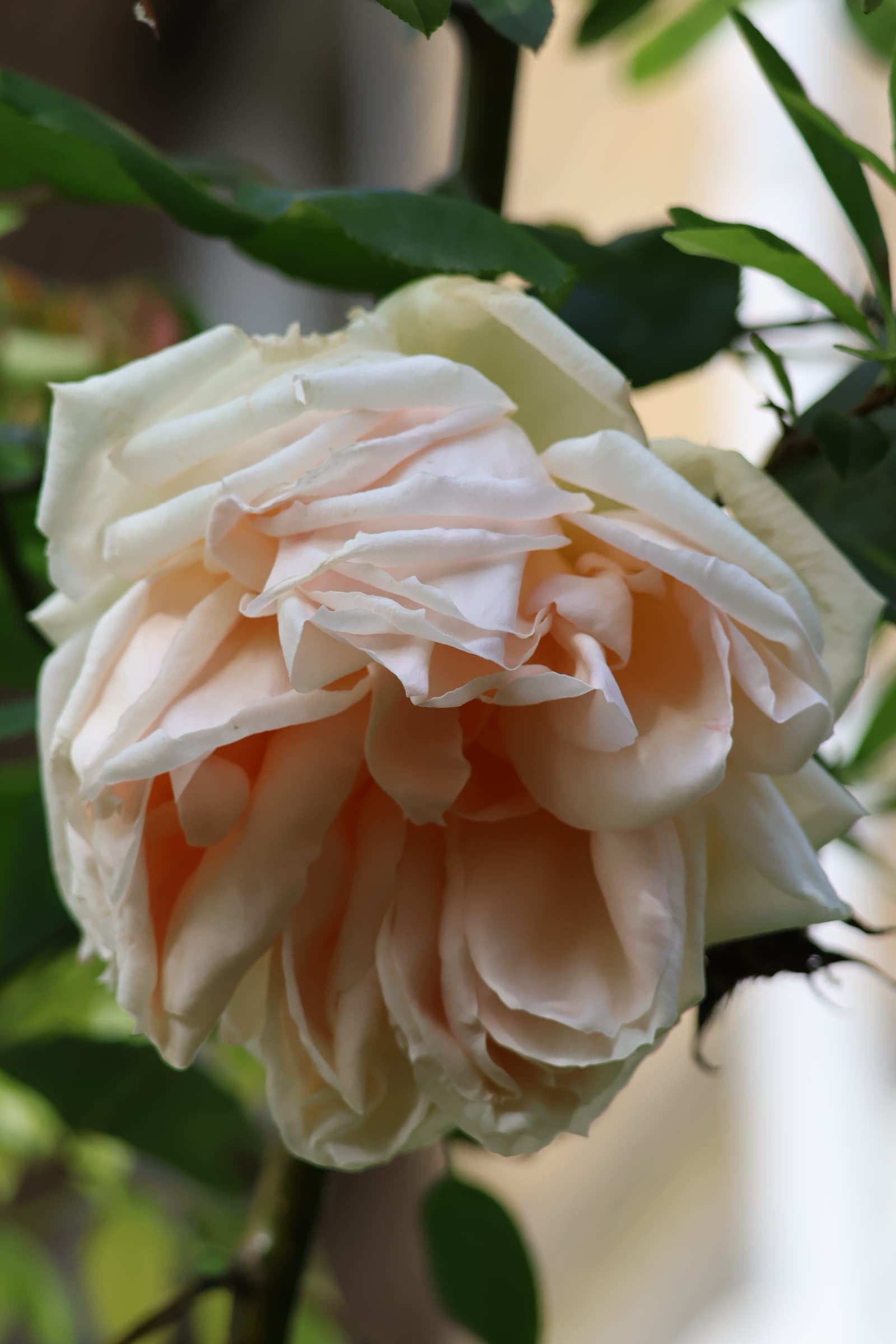 Flower 334