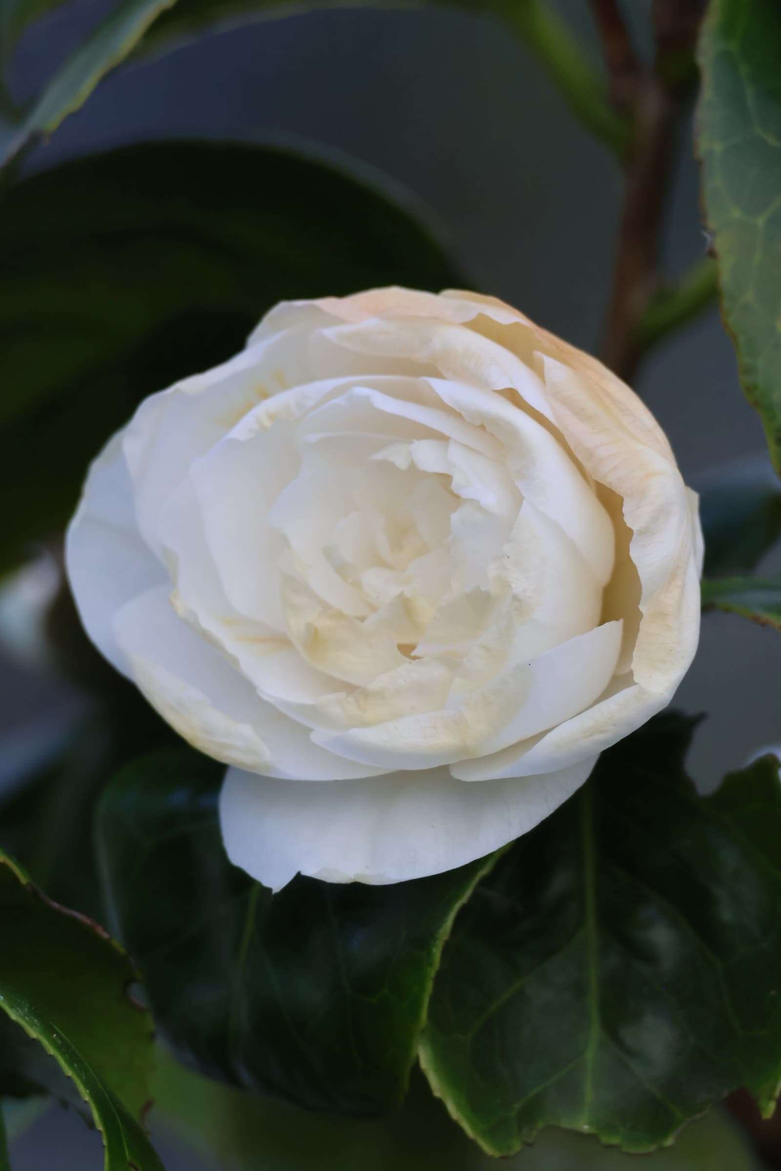 Flower 84