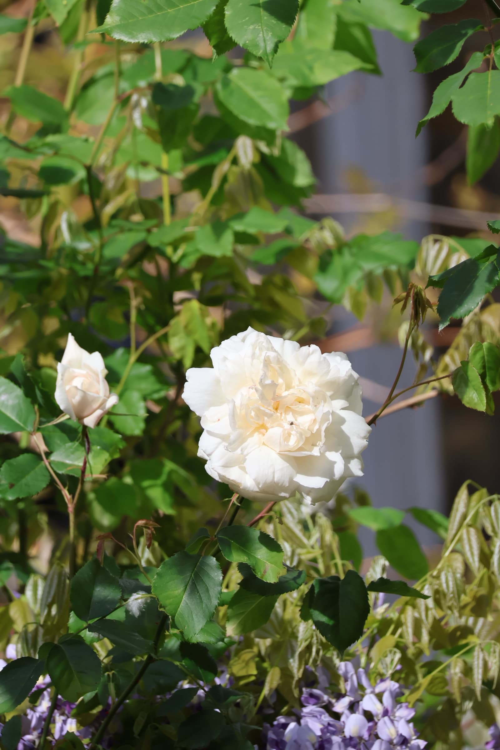 Flower 371