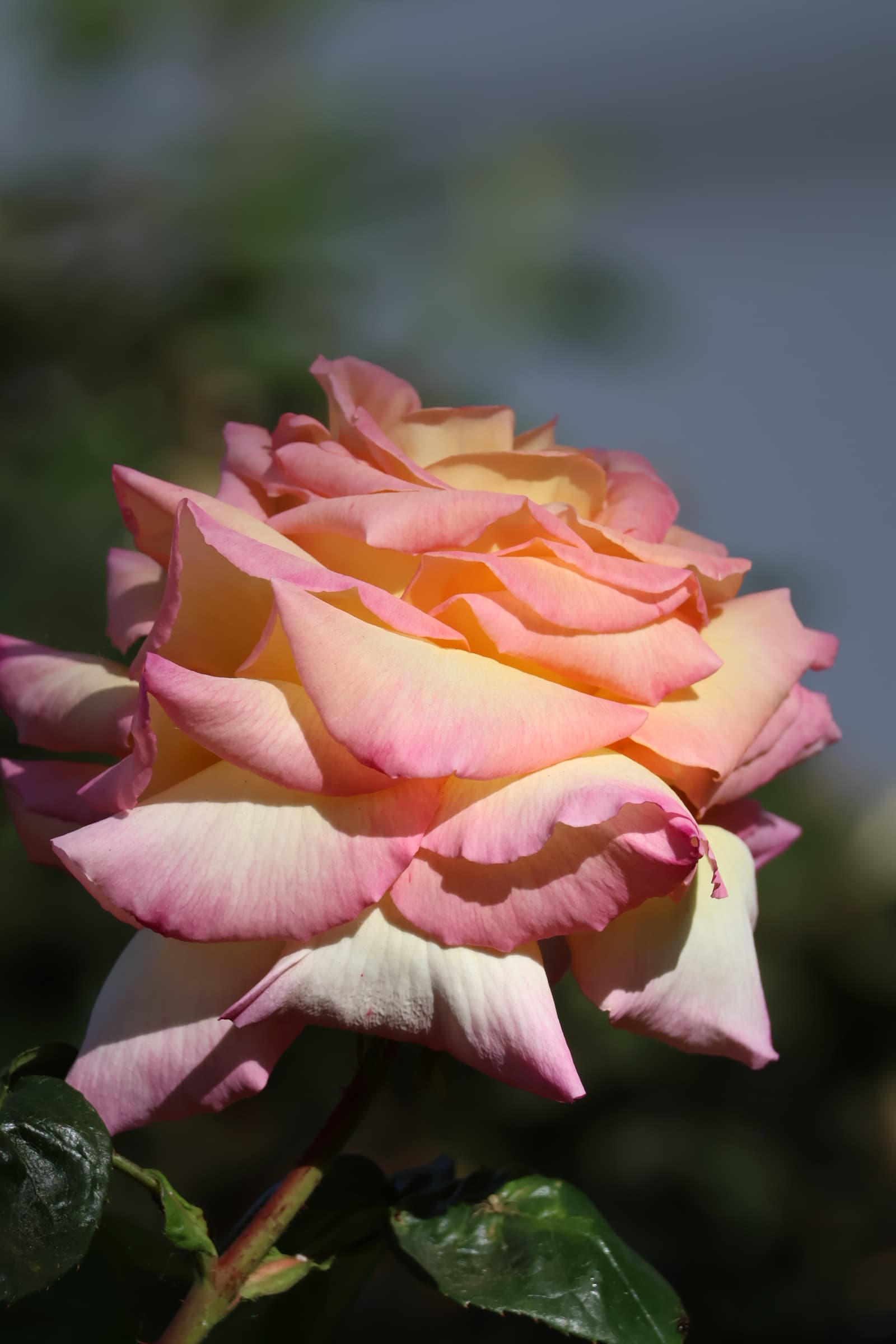 Flower 390