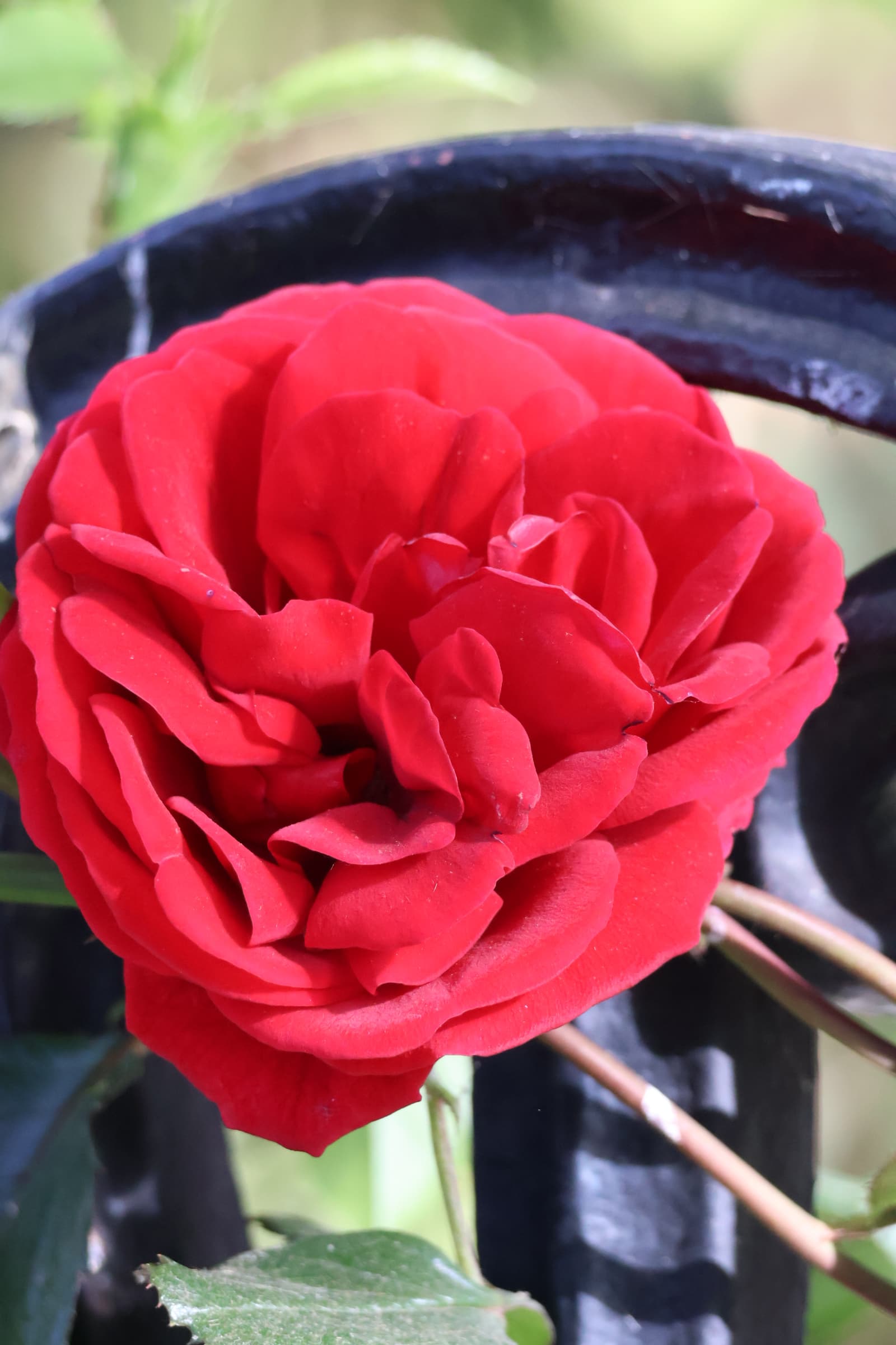 Flower 230