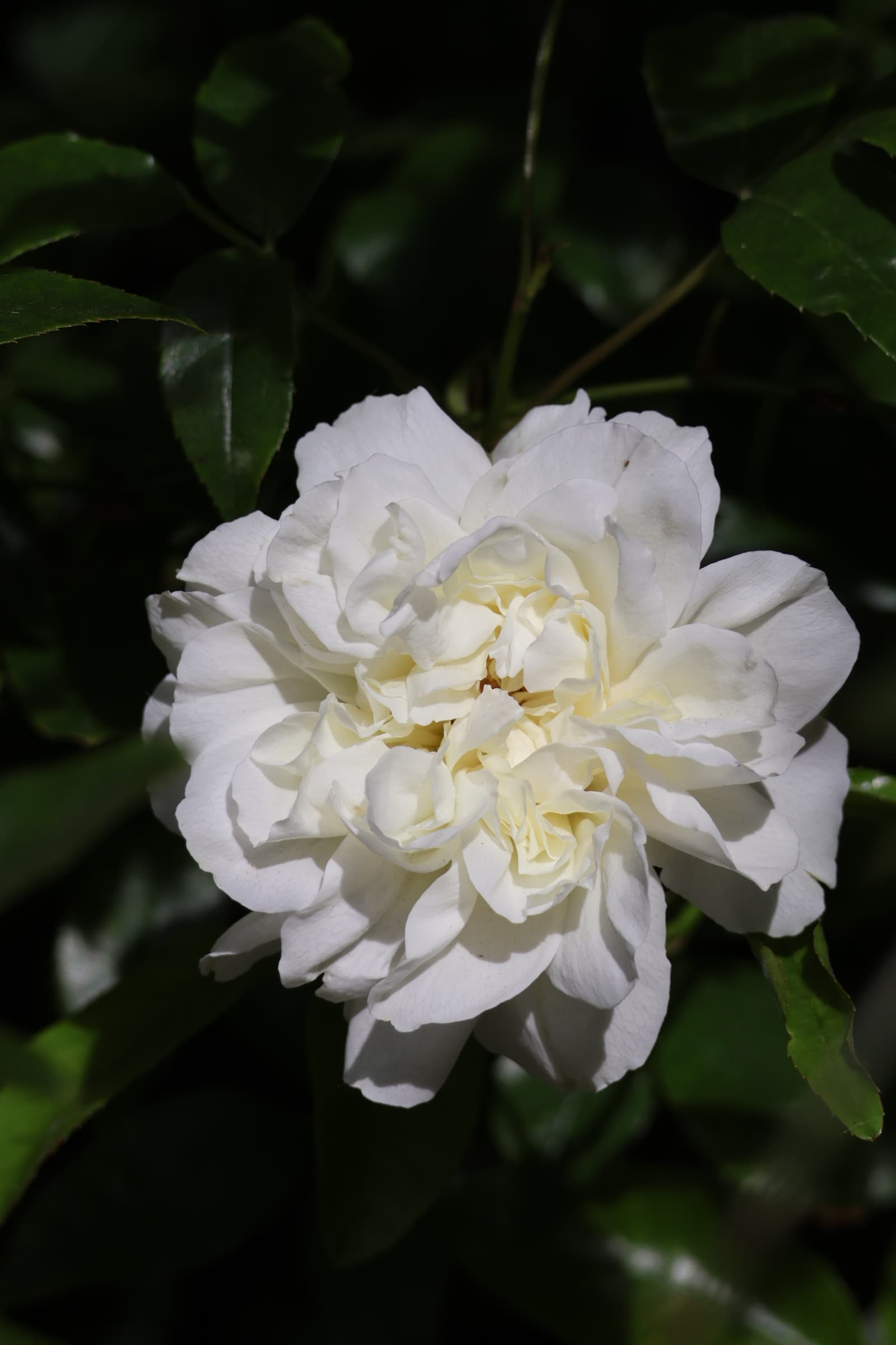Flower 231