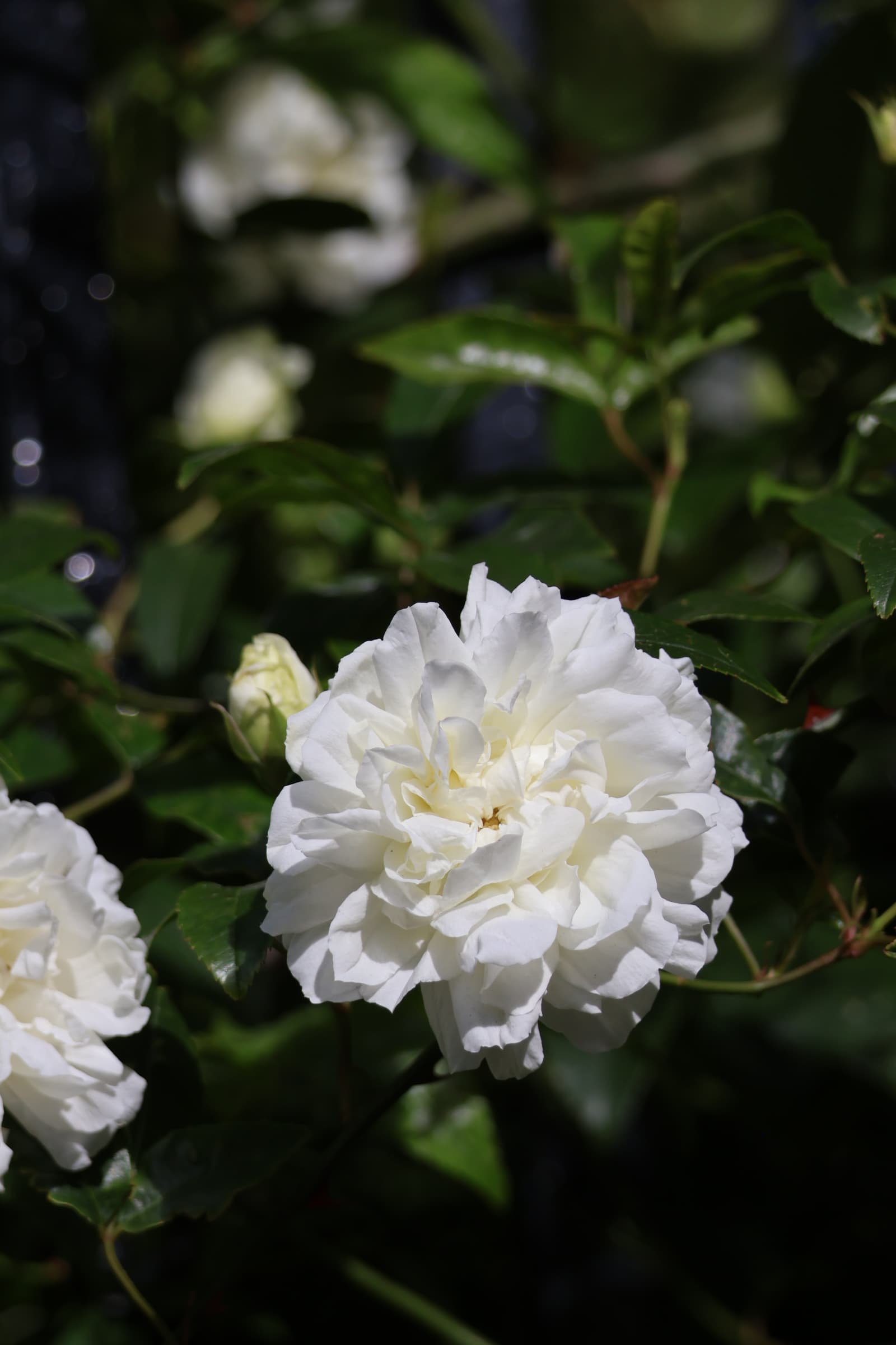 Flower 14