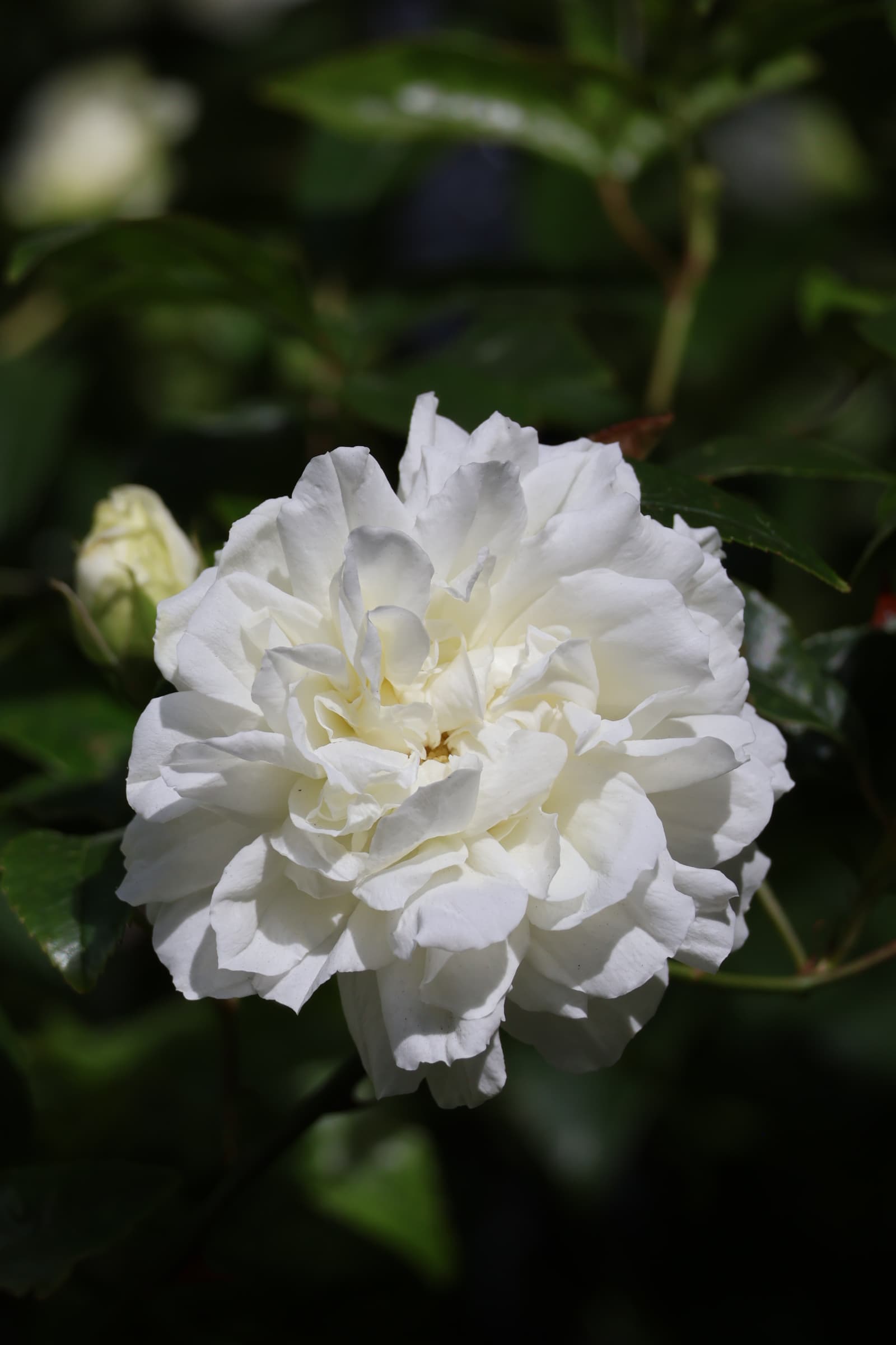 Flower 470
