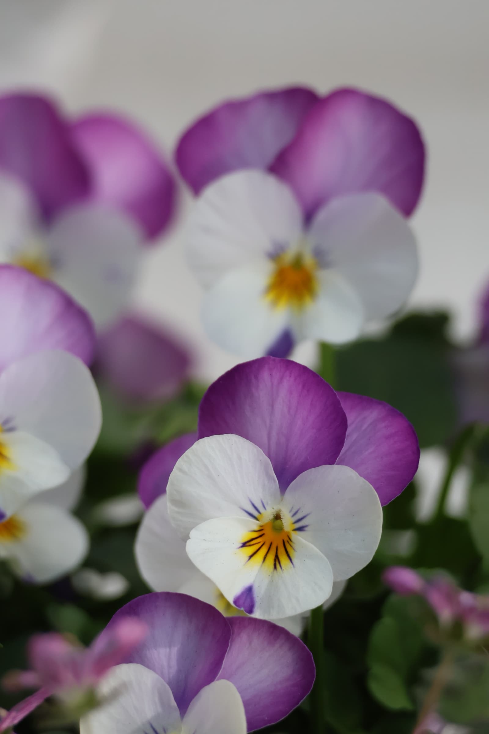 Flower 140