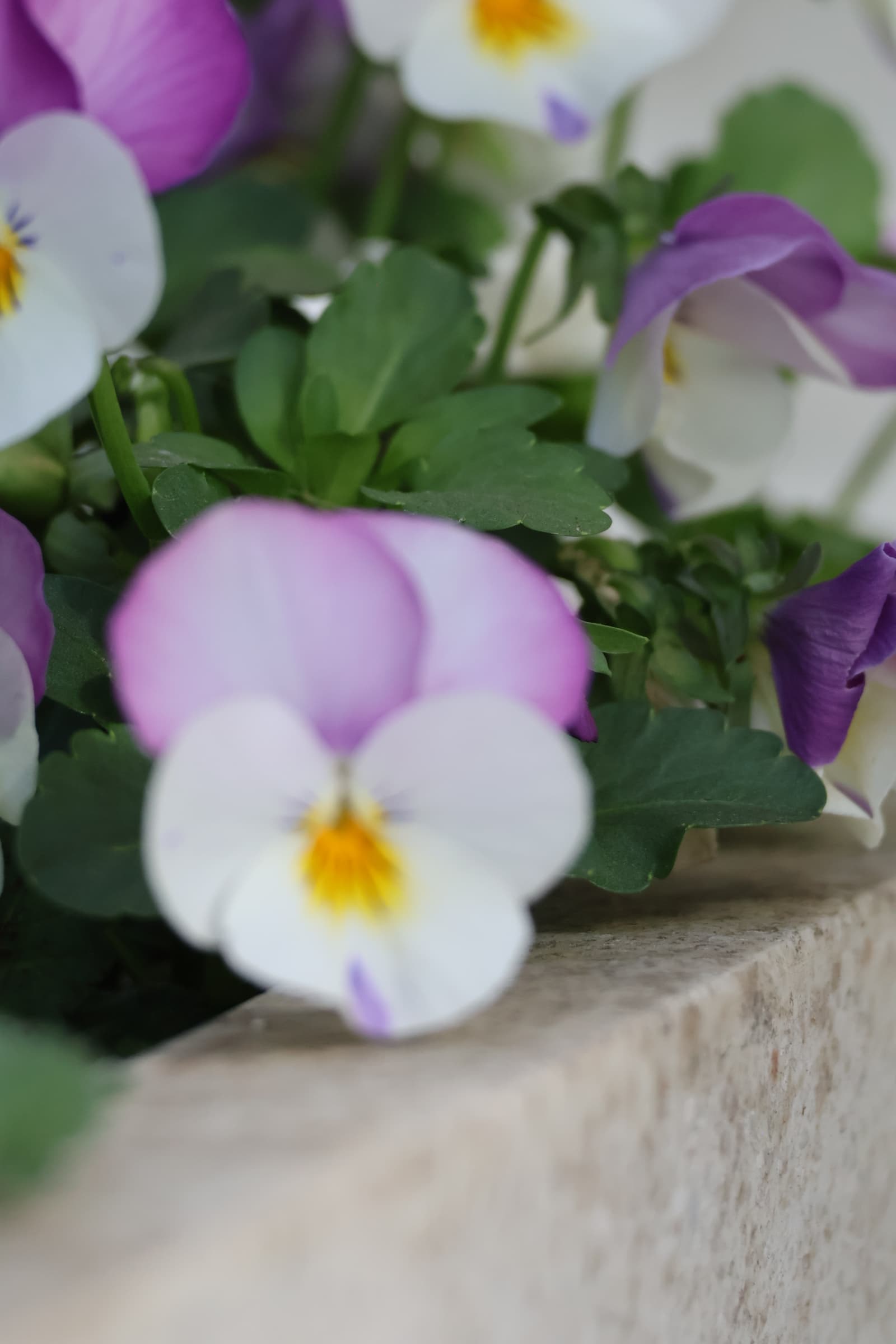 Flower 359