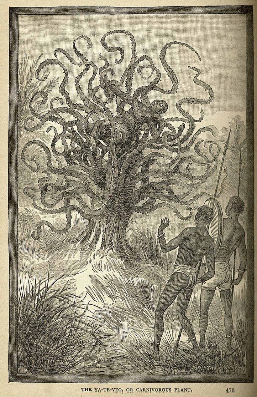 An illustration of the man-eating tree of Madagascar devouring a person